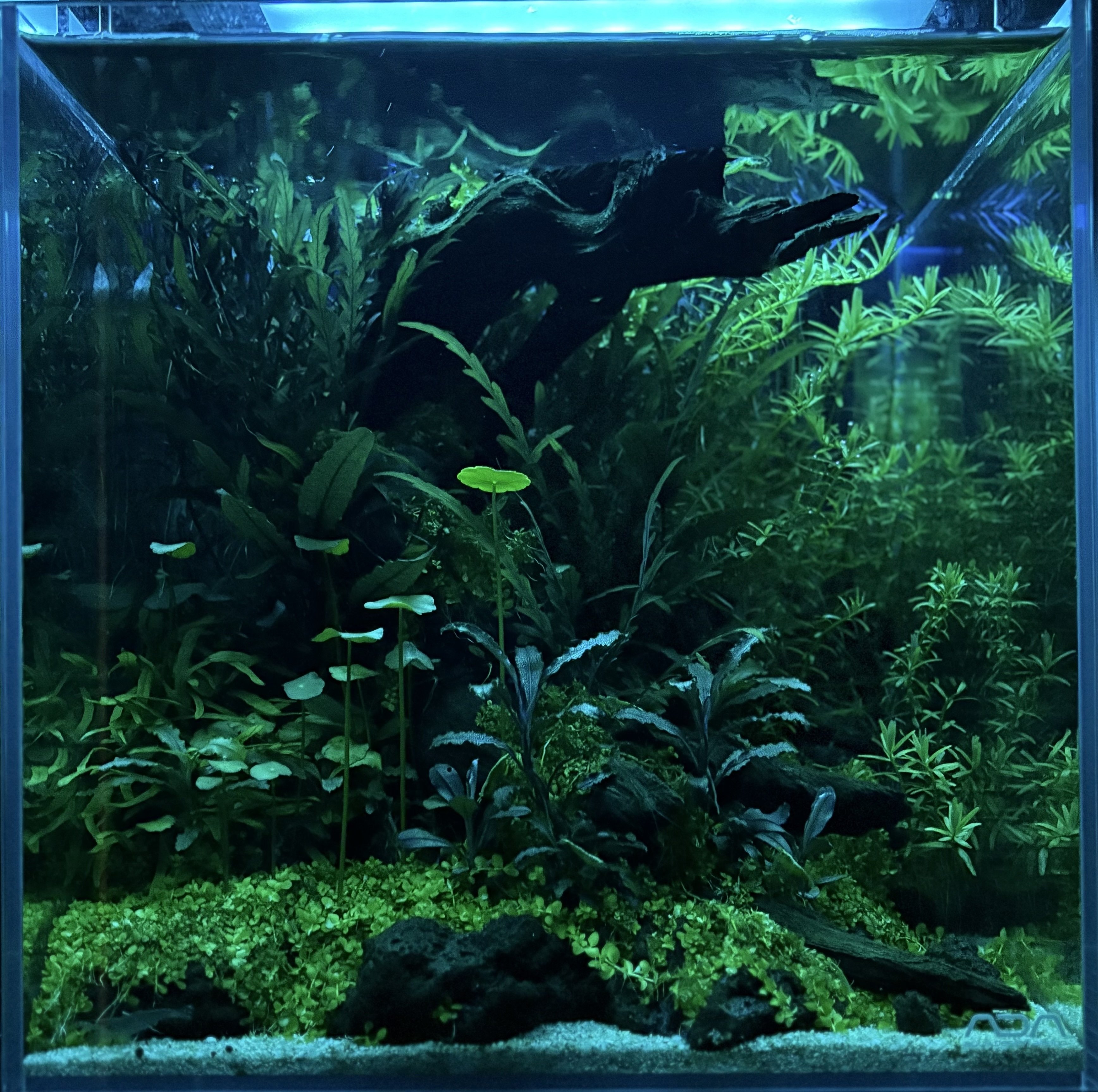 30cmキューブイモリウム テラリウム パルダリウム 30cmキューブイモリウム テラリウム パルダリウム