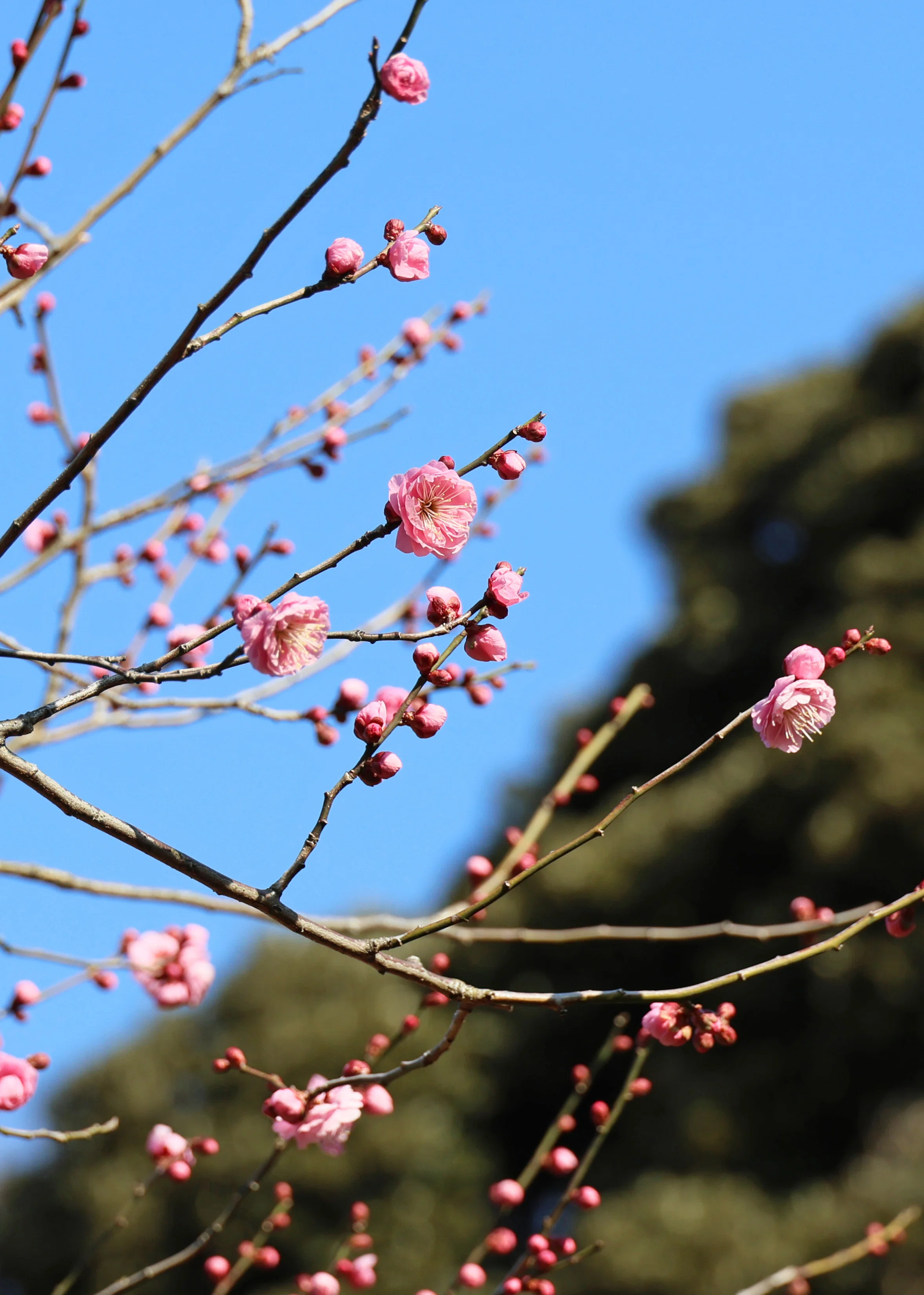 梅が咲いた！(写真)2025年2月1日 東京｜Peter November