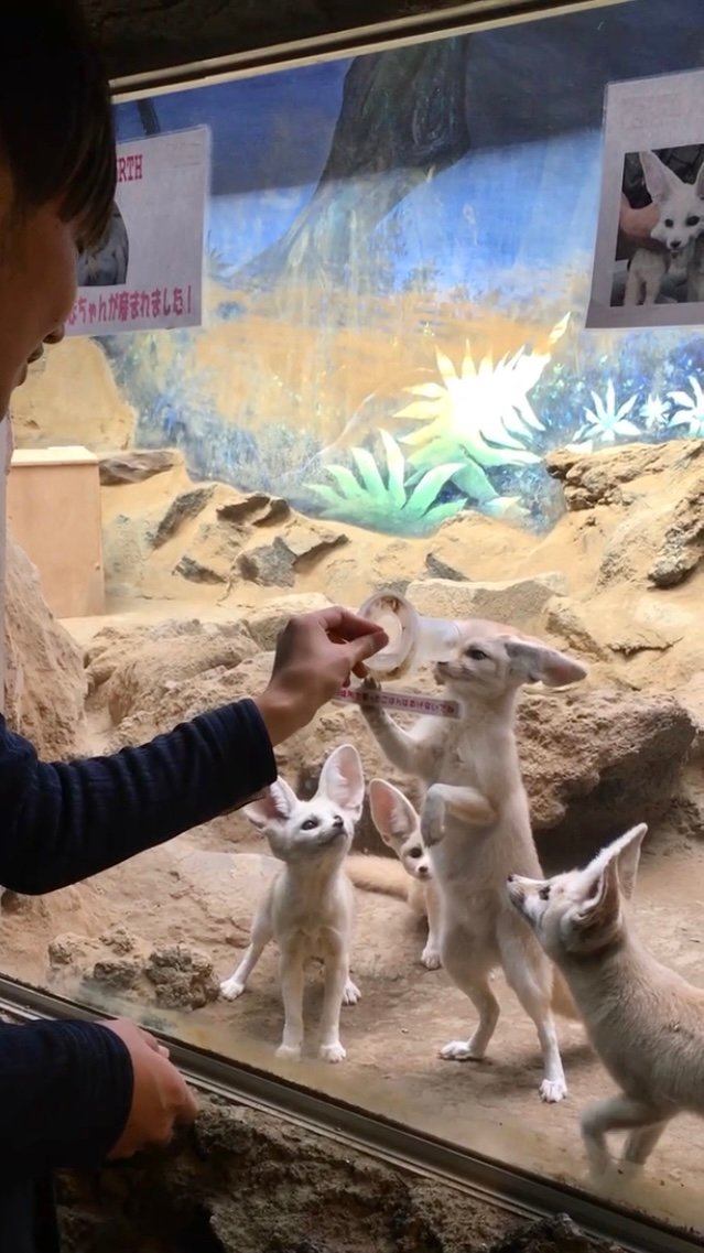 シャボテン公園の写真その2(撮影=松岡洋平)