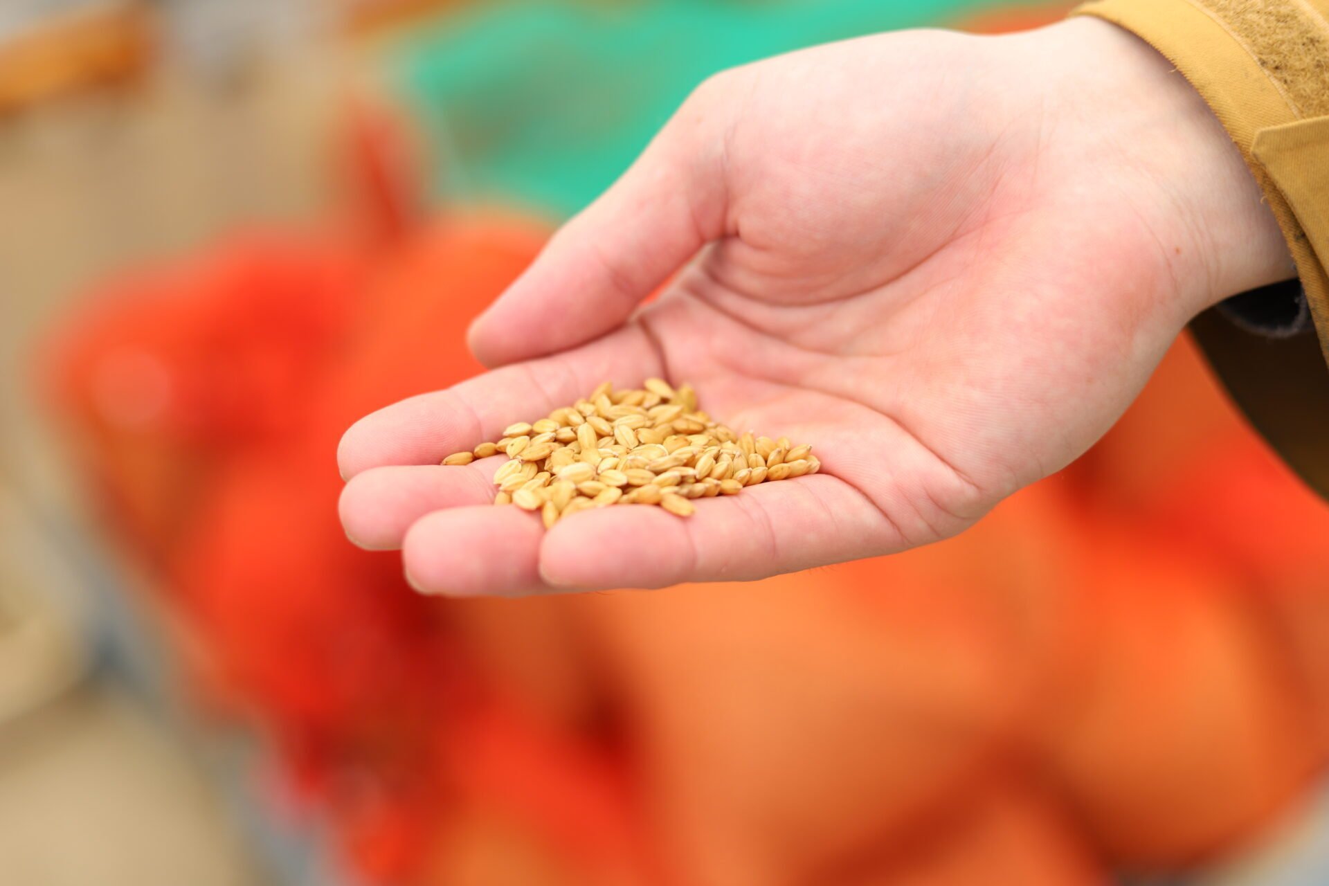 山田錦、本州北限への挑戦｜紫波町公式｜暮らし心地の良いまち