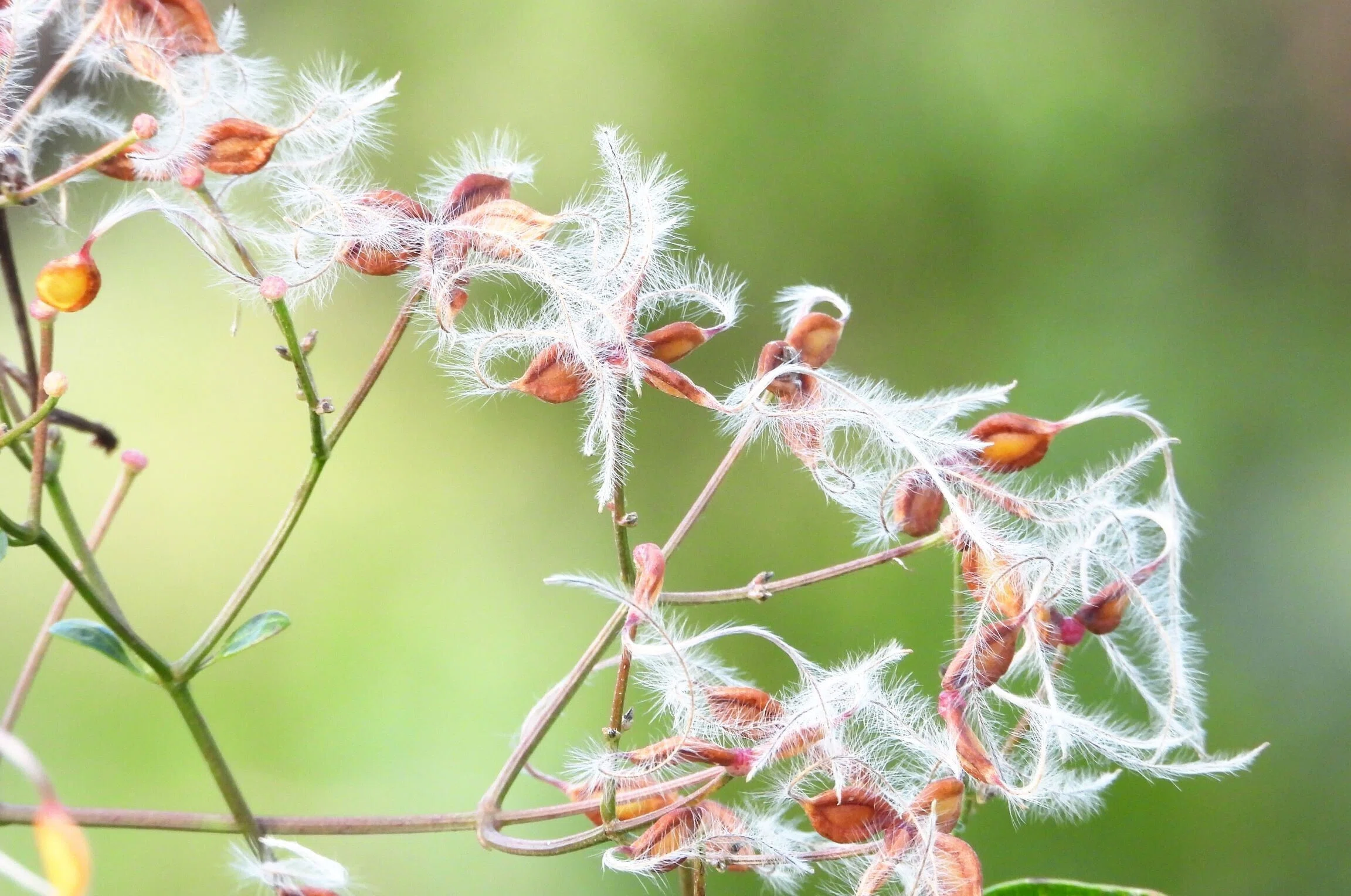真冬の白い花？|あぶらやま植物ブログ⑬｜ABURAYAMA FUKUOKA