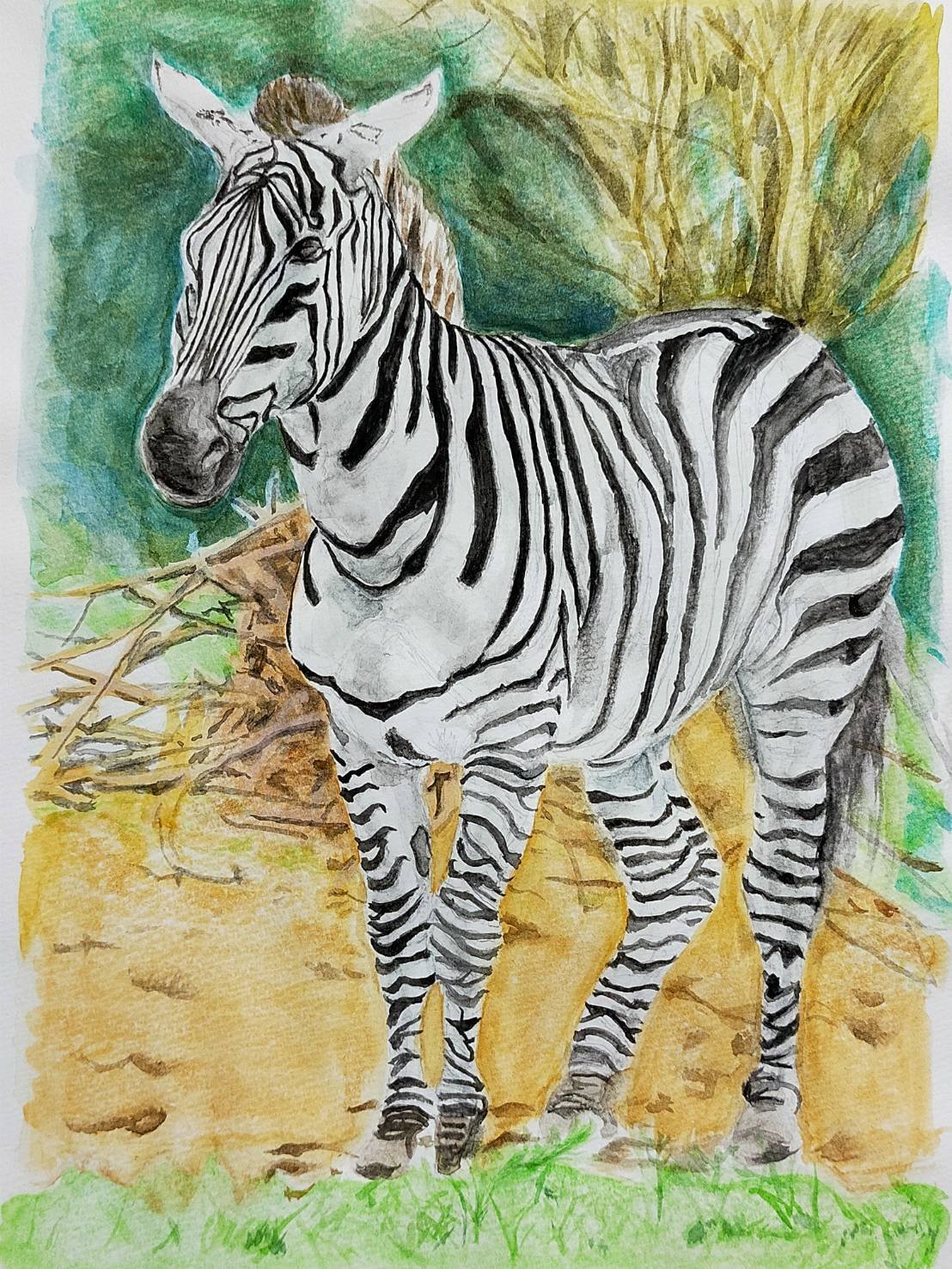Step18】「シマウマ」の水彩画｜瑞島 魁祐（みずしま かいゆう）