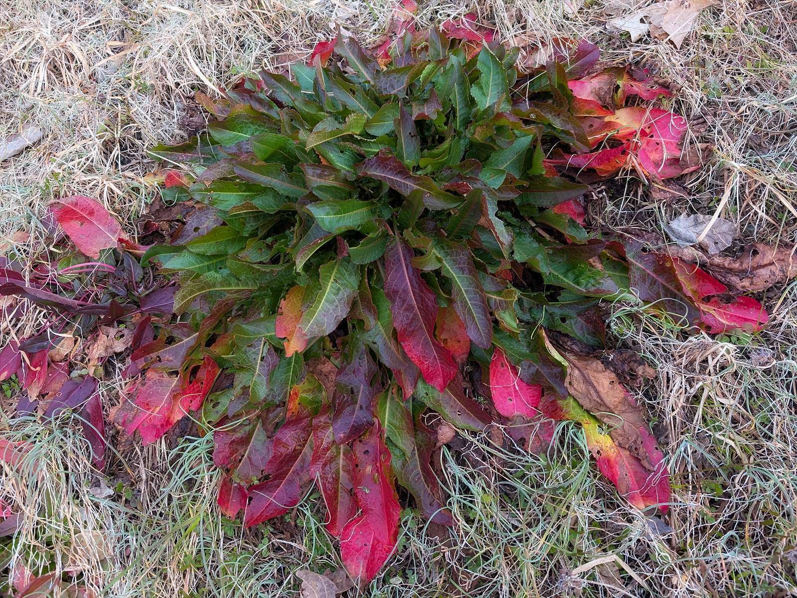 最適な価格 WINTER PLANTS 真っ赤なロゼットのあなたはだあれ？｜annon その他