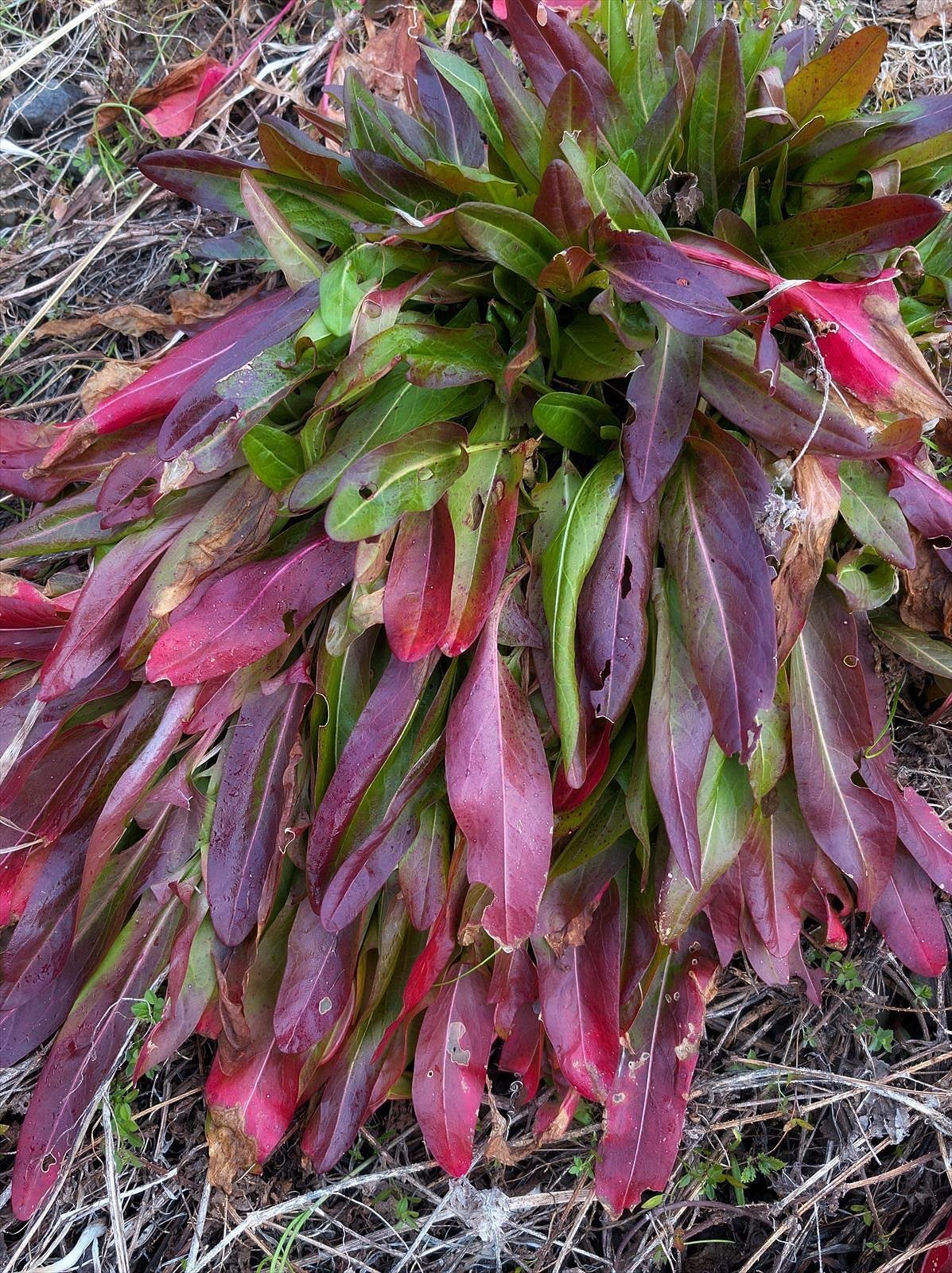 WINTER PLANTS 真っ赤なロゼットのあなたはだあれ？｜annon