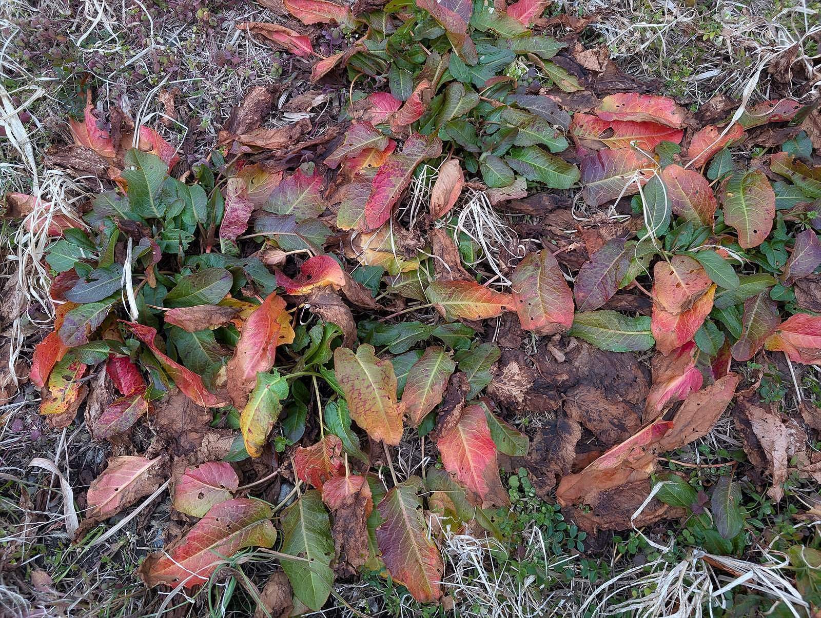 WINTER PLANTS 真っ赤なロゼットのあなたはだあれ？｜annon