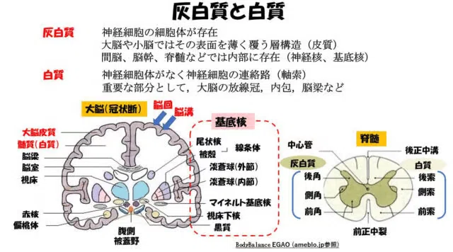 中脳中心灰白質の解説｜おからだ治療院