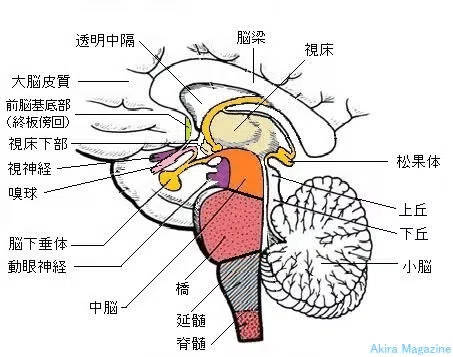 視床下部背内側部の解剖生理学|おからだ治療院
