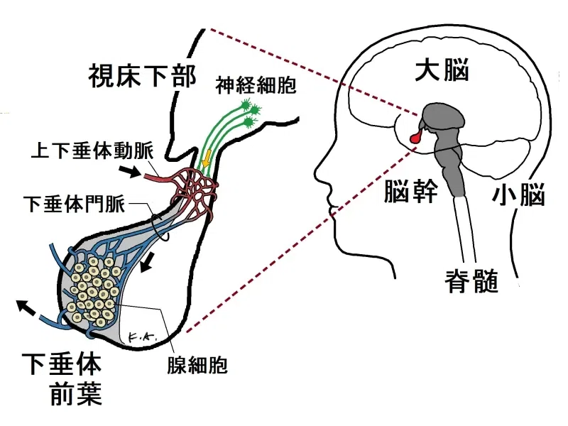 視床下部背内側部の解剖生理学|おからだ治療院