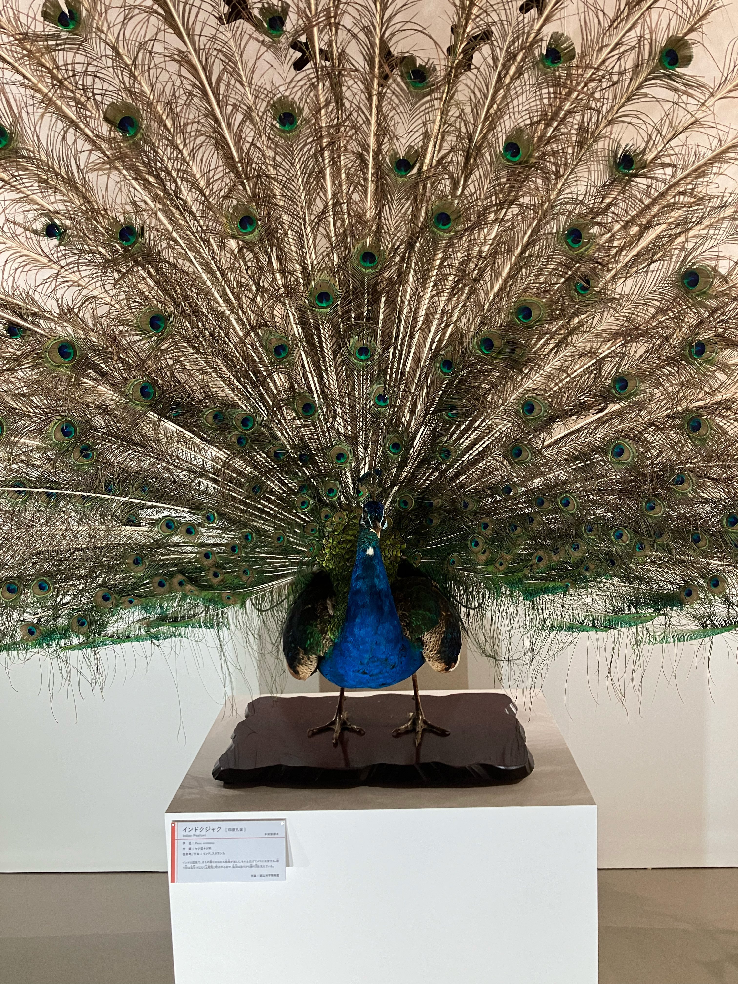 科博の特別展「鳥」でスケッチしてきました｜堀井美沙子