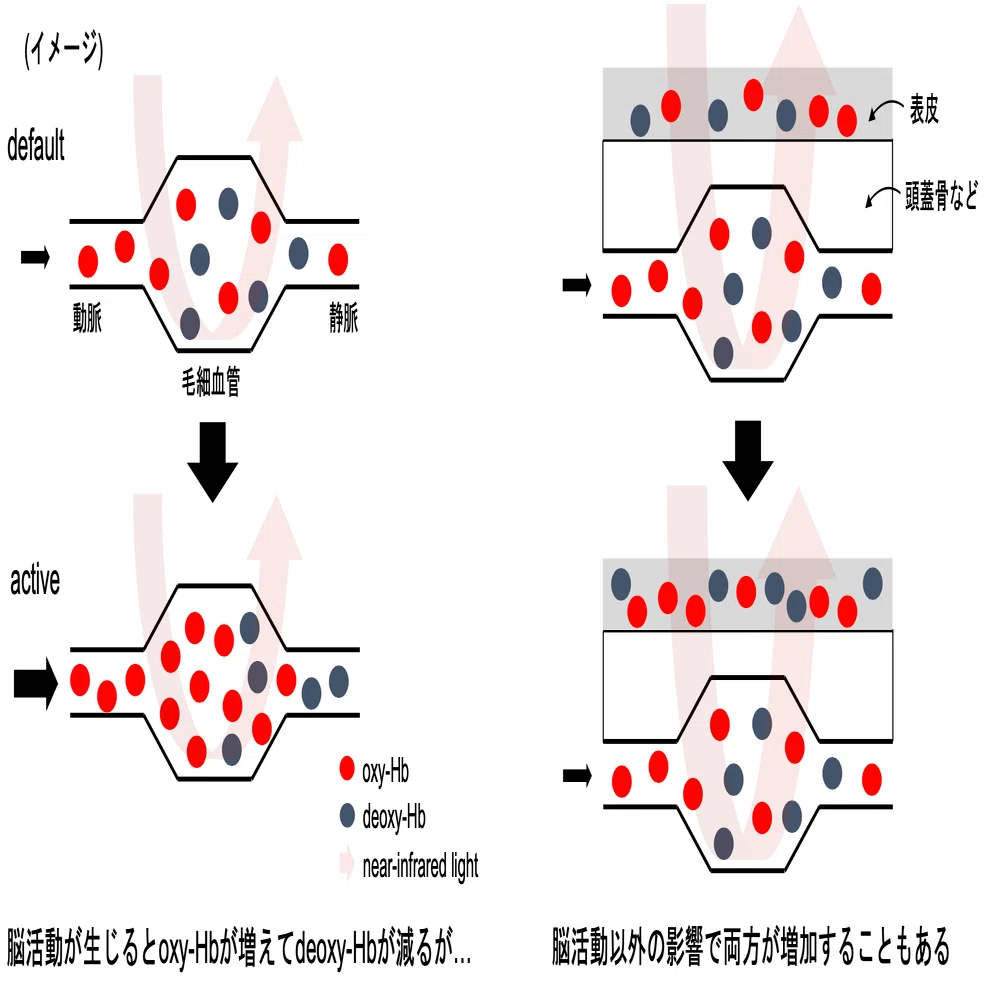 NIRSの信号処理について考えてみる〜①NIRSのおさらい〜｜N.