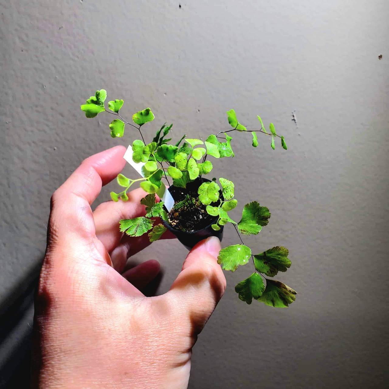 苔テラリウムに使える植物 ホウライシダ｜moss paradise3055
