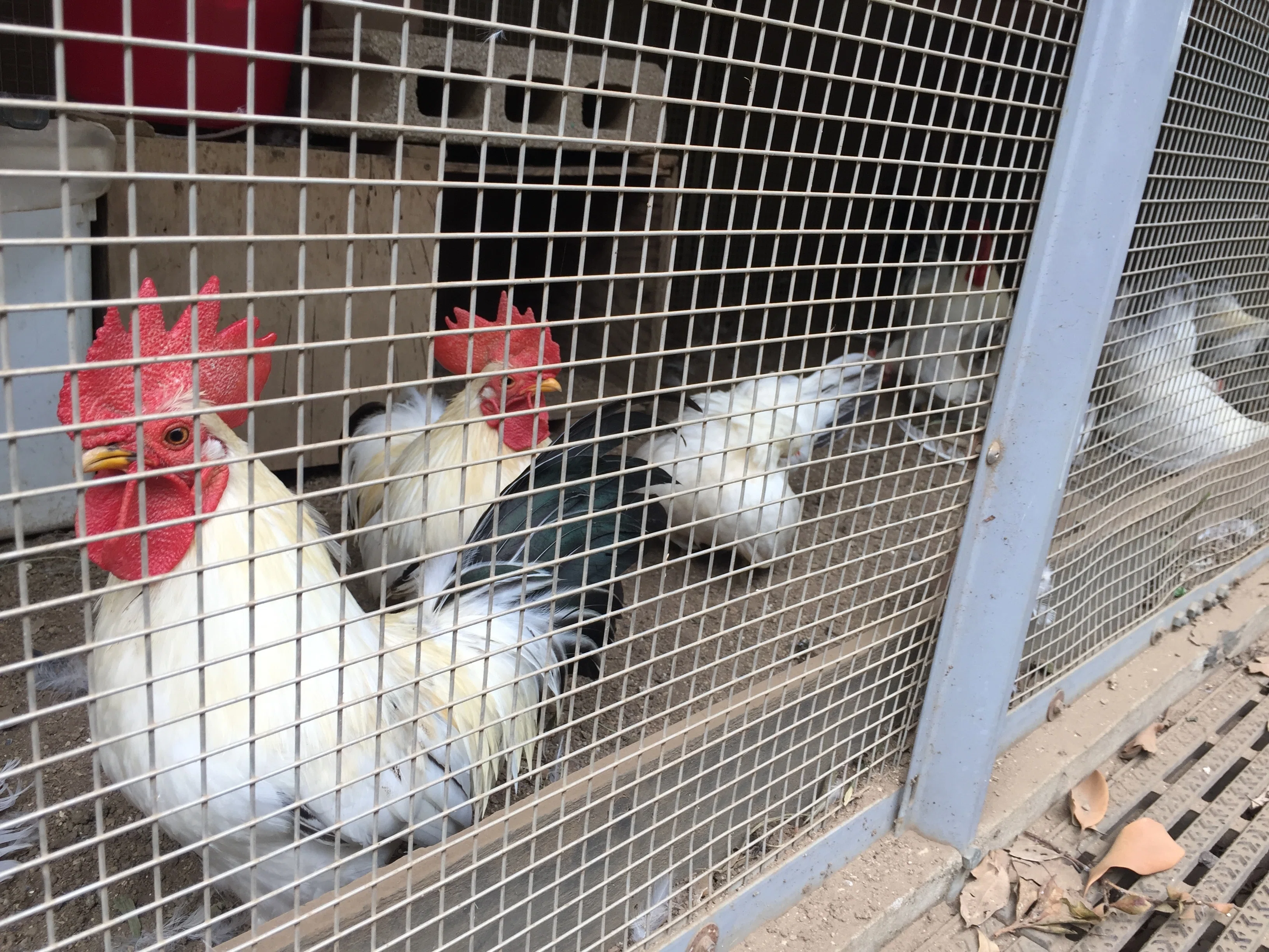 すごい博物館008】東京農業大学「食と農」の博物館：トラクター