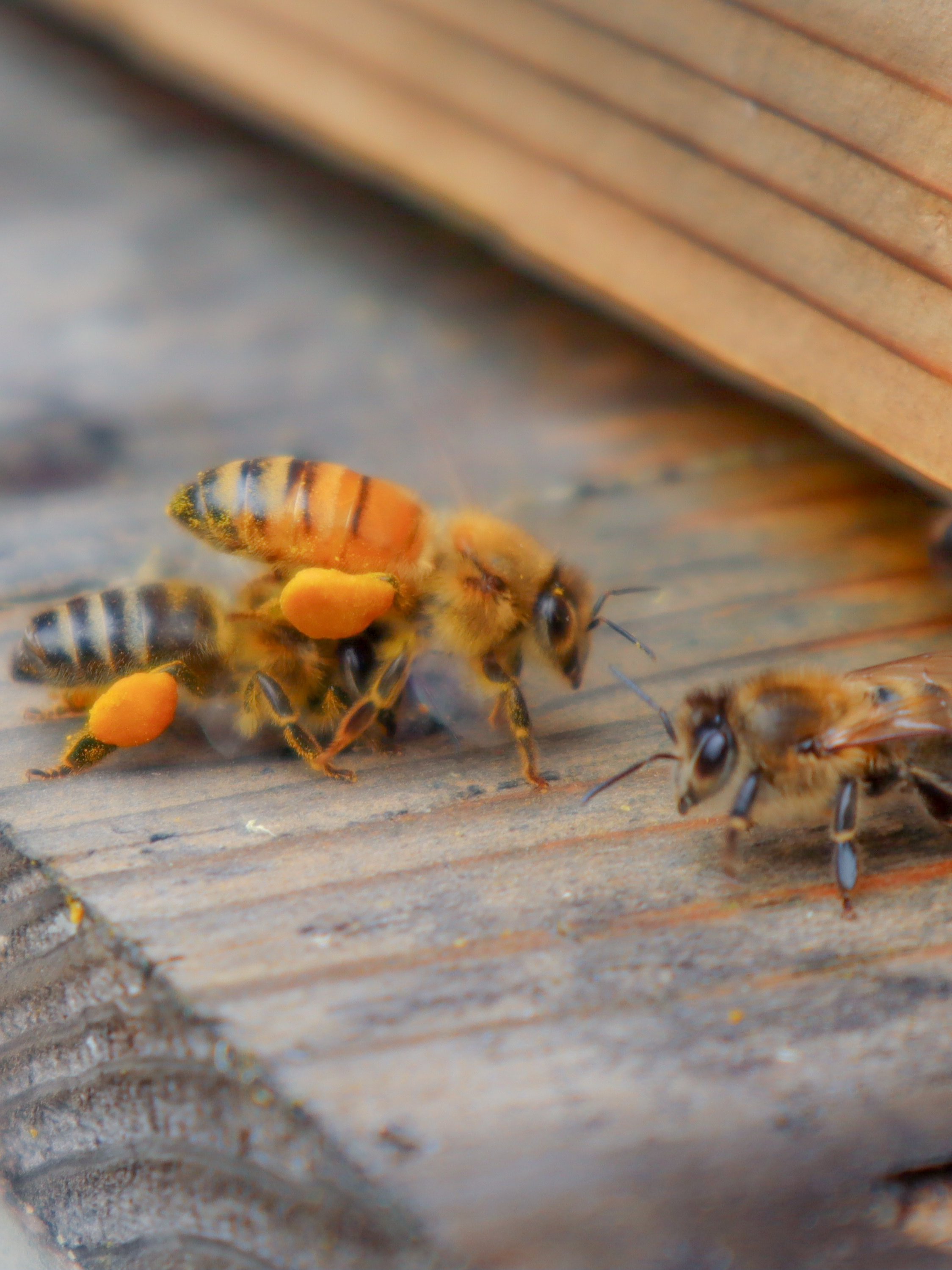 天空の養蜂場｜ROKKOSAN SILENCE RESORT