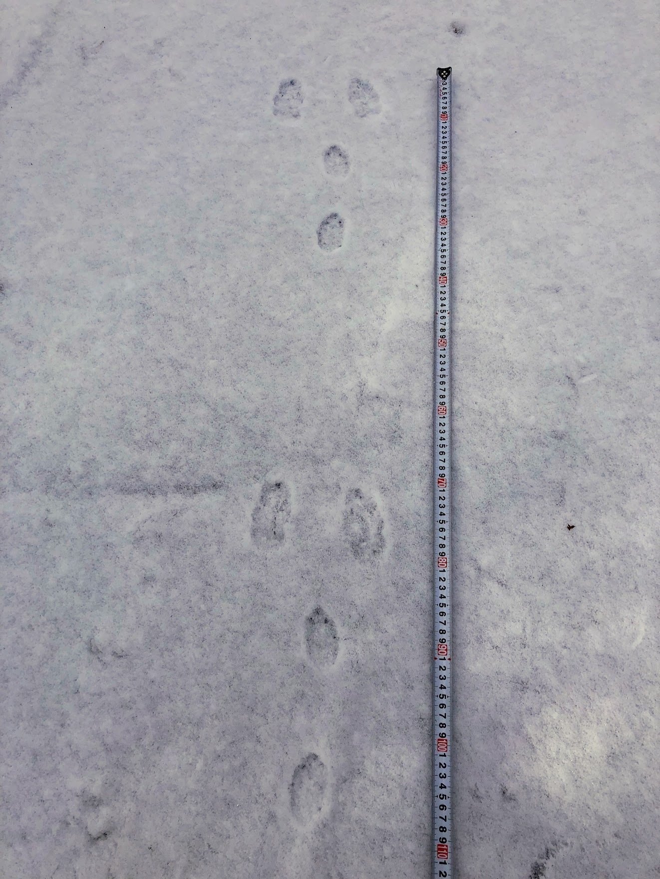 足跡の主を探して｜ういうい