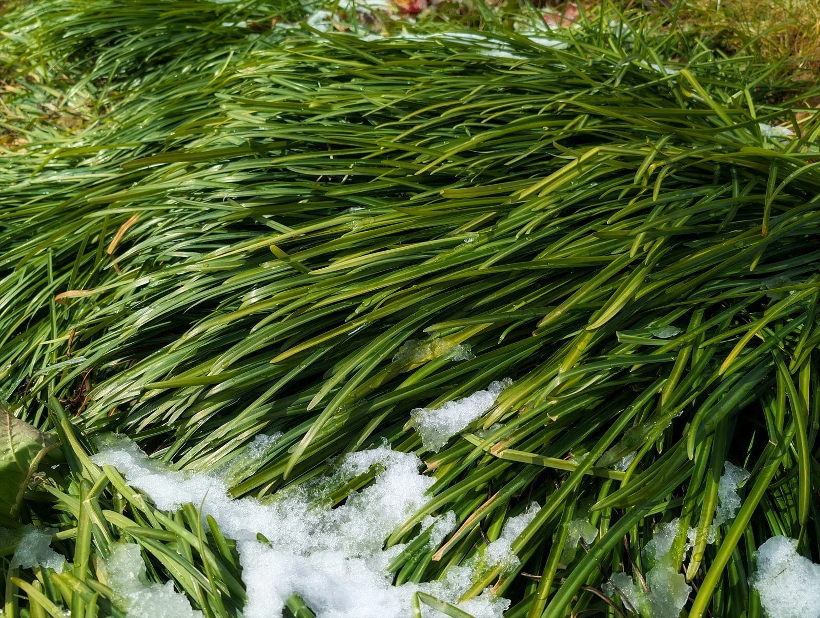 WINTER PLANTS 冬のヒガンバナ｜annon