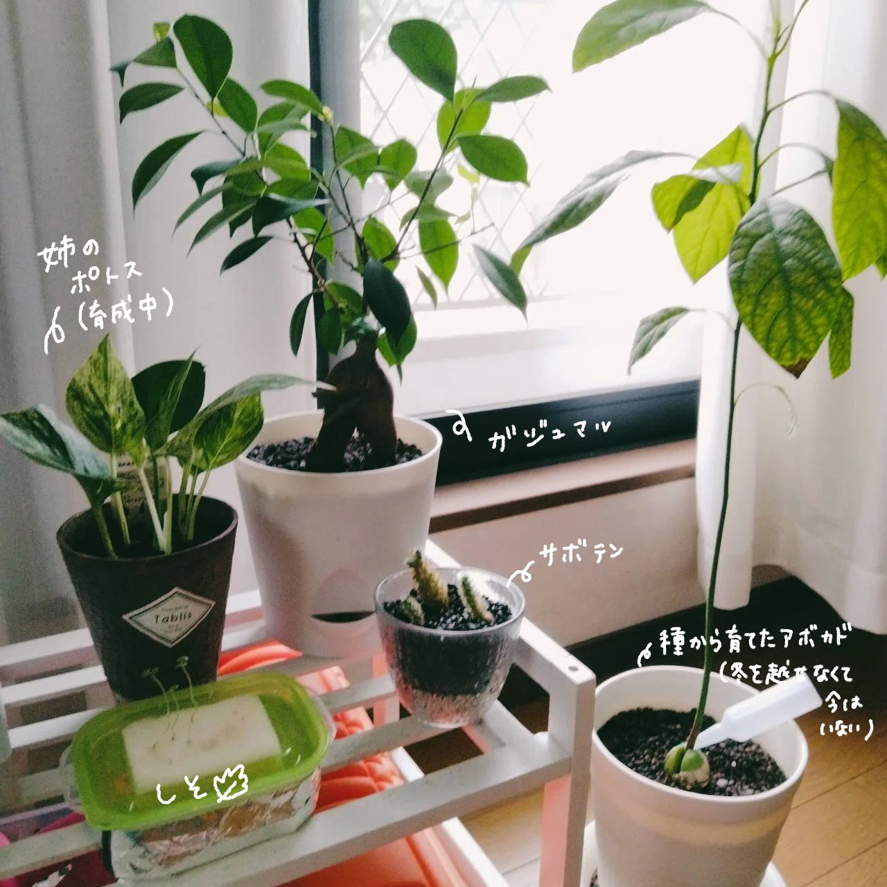 フェイクグリーンでもいいじゃない｜めんたらこ