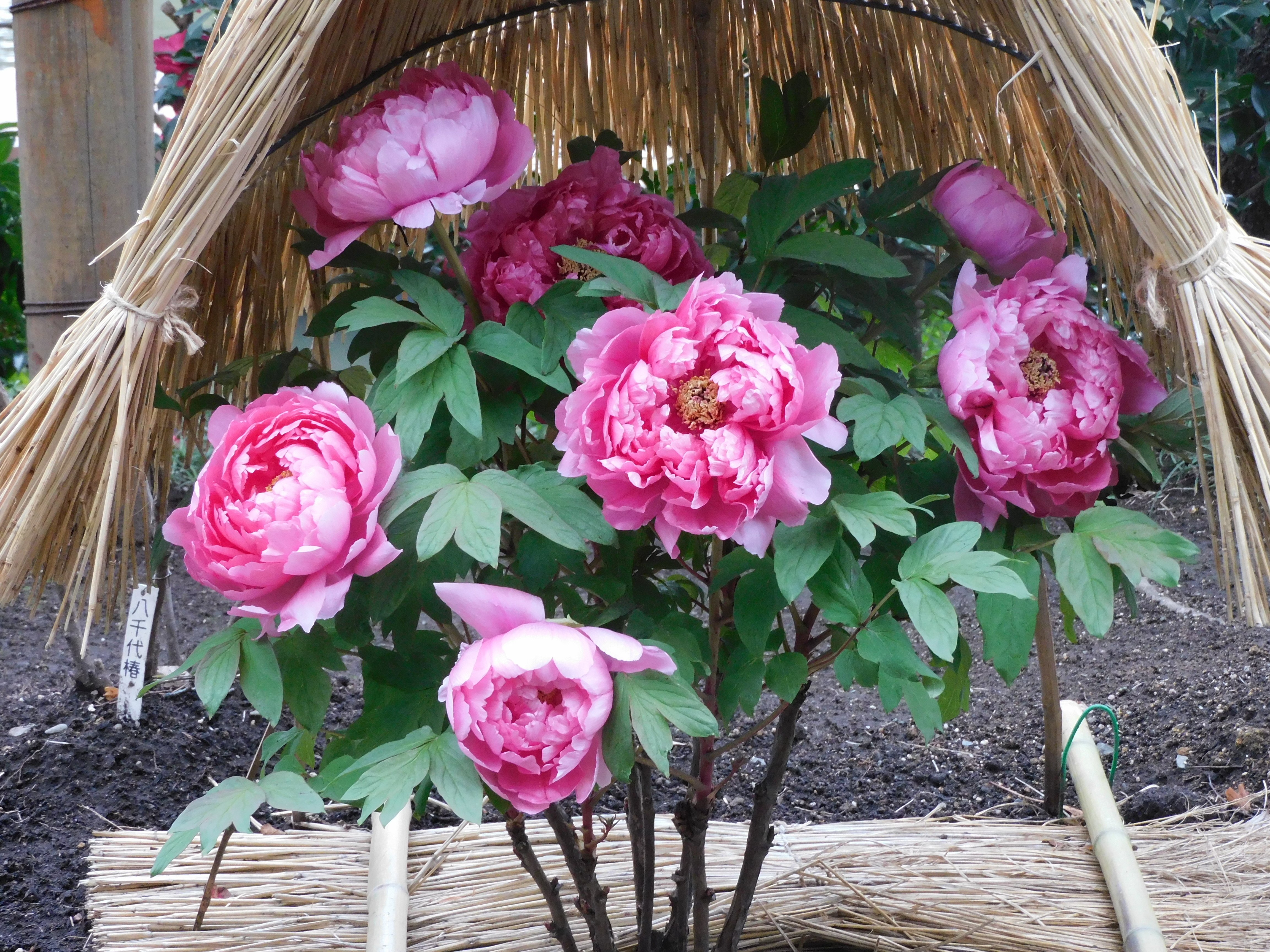 鎌倉の冬牡丹｜ベジスピ（野菜育てはスピリチュアル）