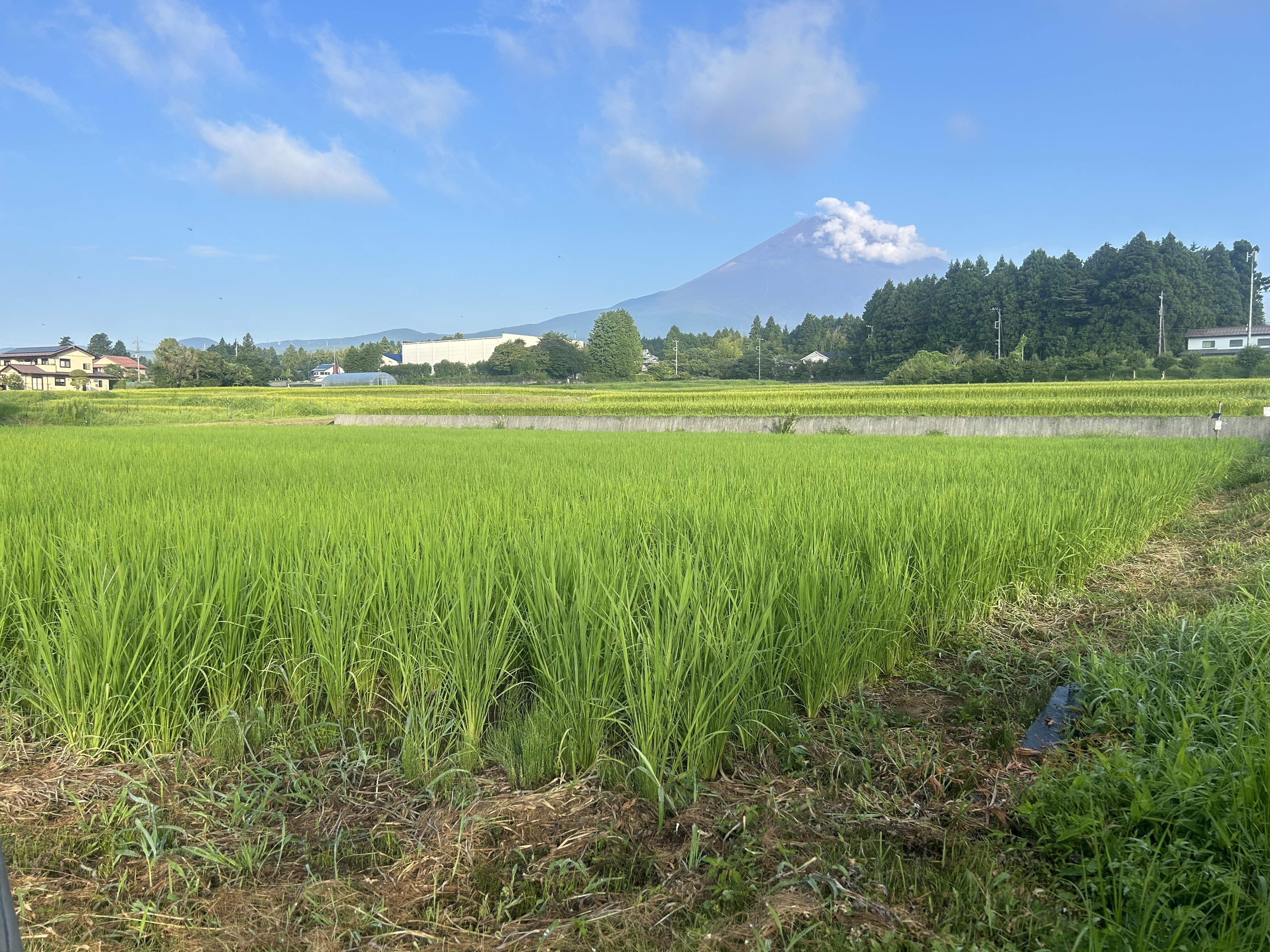 DGR #2 実際 DGR(Dry Groeing Rice)の栽培の実際と改善点 DGR #2 実際 DGR(Dry Groeing Rice)の栽培の実際と改善点