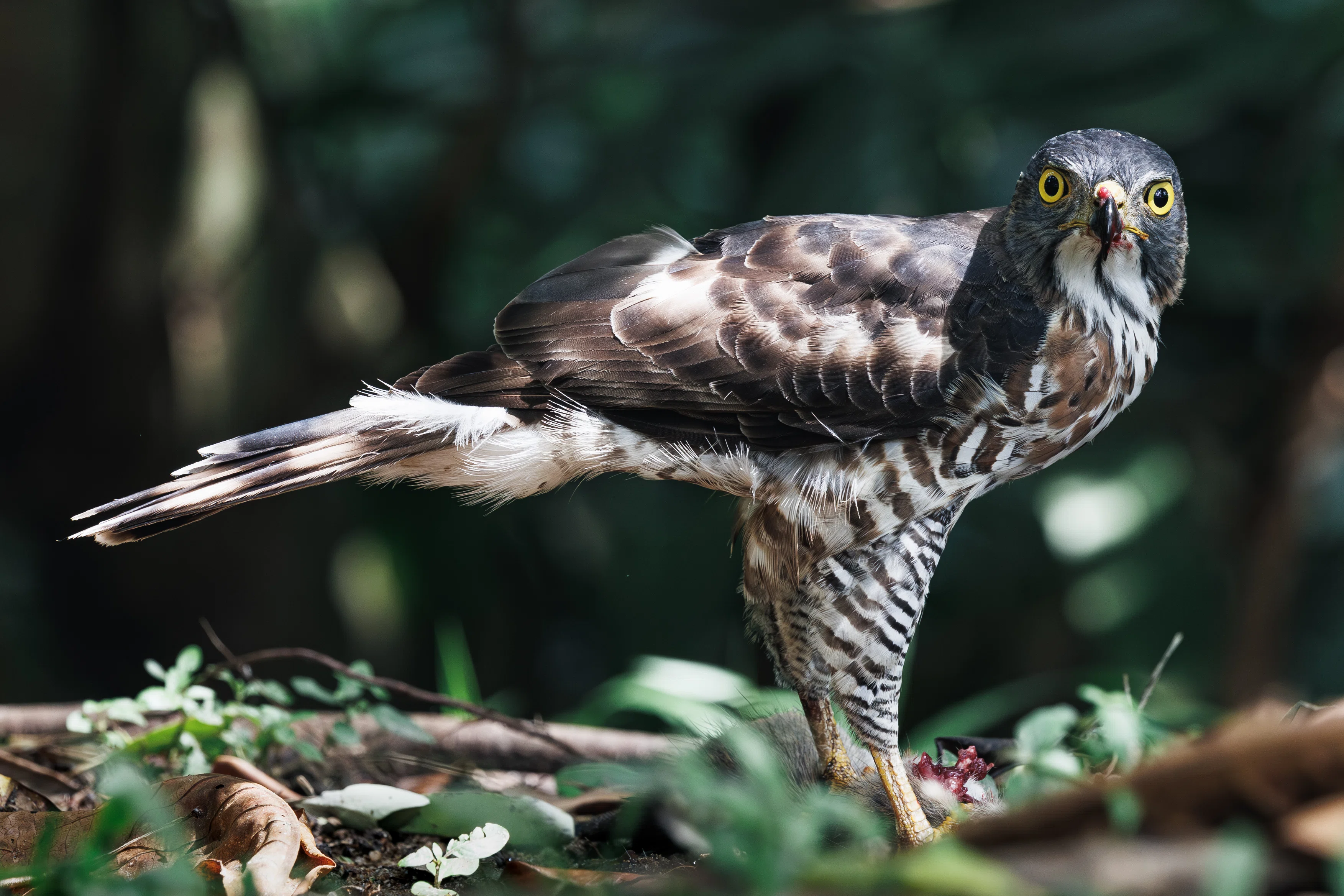 シンガポールより野鳥撮影】カンムリオオタカの捕食シーンを間近で見た