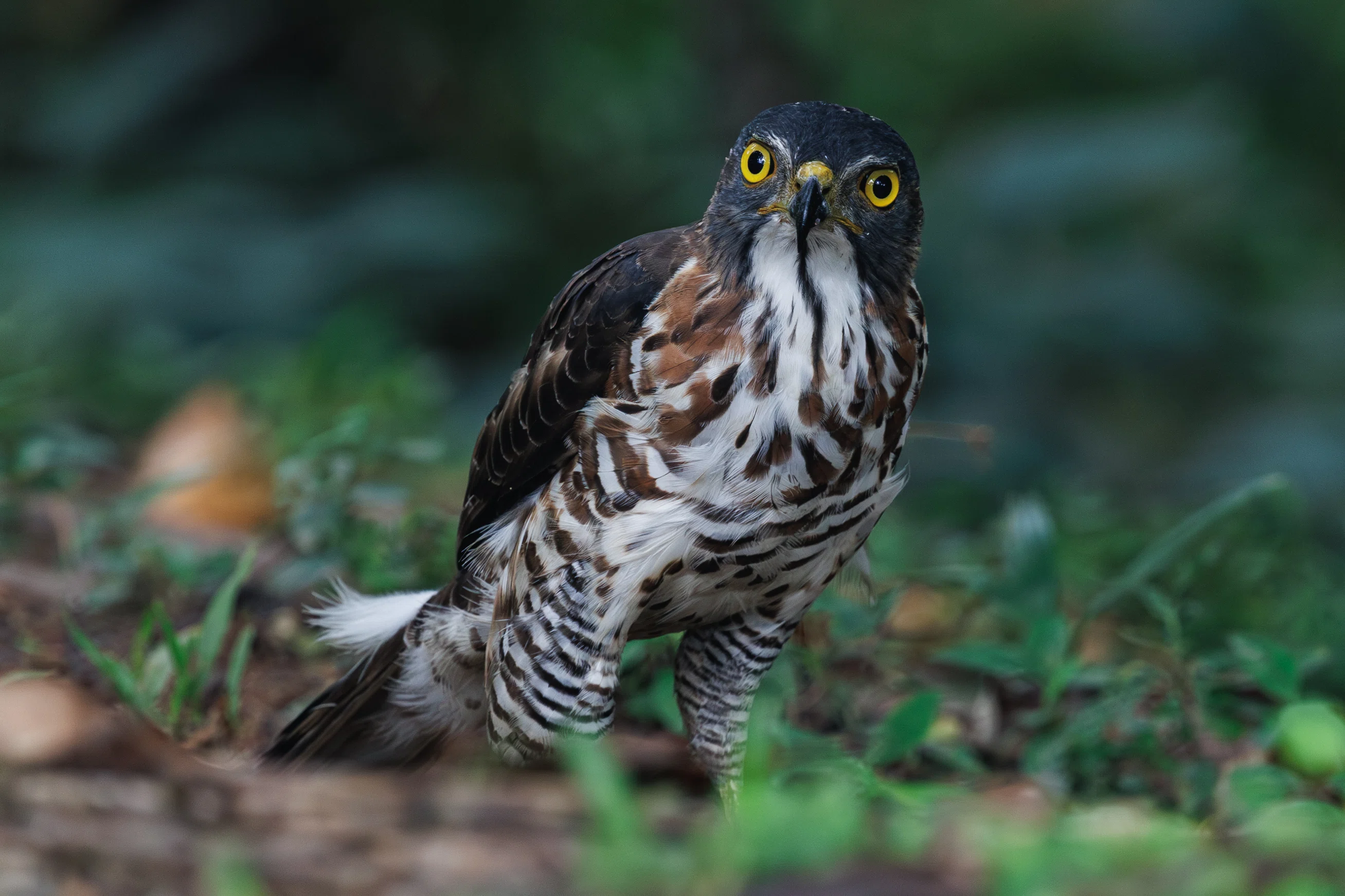 シンガポールより野鳥撮影】カンムリオオタカの捕食シーンを間近で見た