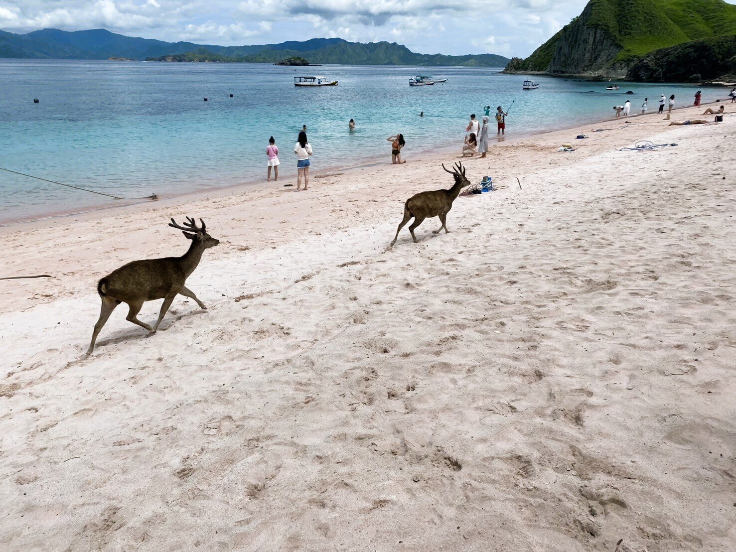 インドネシア旅行】コモド島・大迫力のコモドドラゴン｜®️OTASUKE