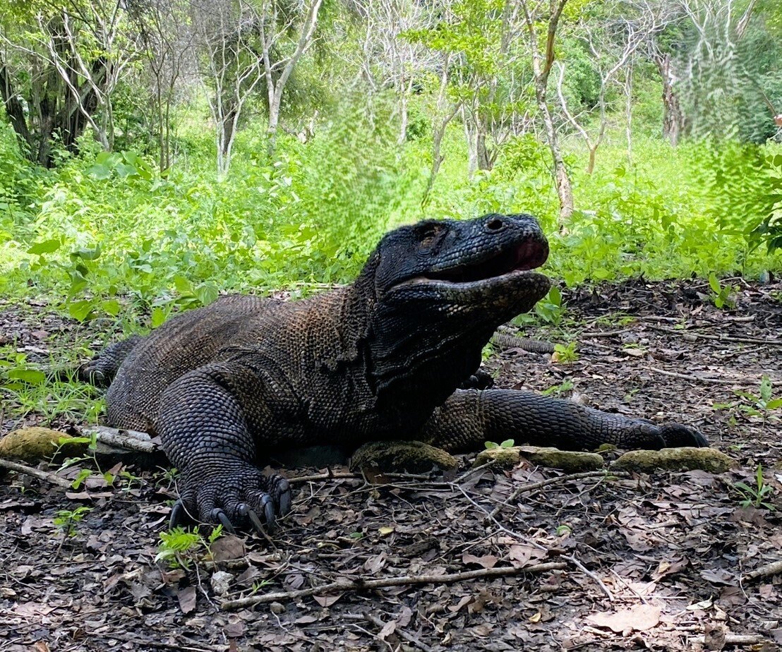 インドネシア旅行】コモド島・大迫力のコモドドラゴン｜®️OTASUKE