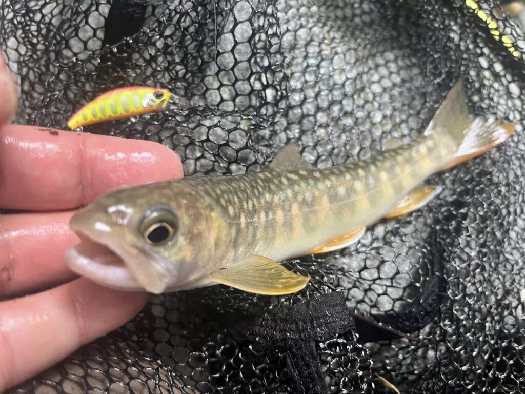 渓流ミノーでアマゴのバラシを減らすにはラインスラックを味方につける