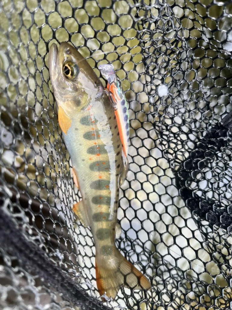 渓流ミノーでアマゴのバラシを減らすにはラインスラックを味方につける