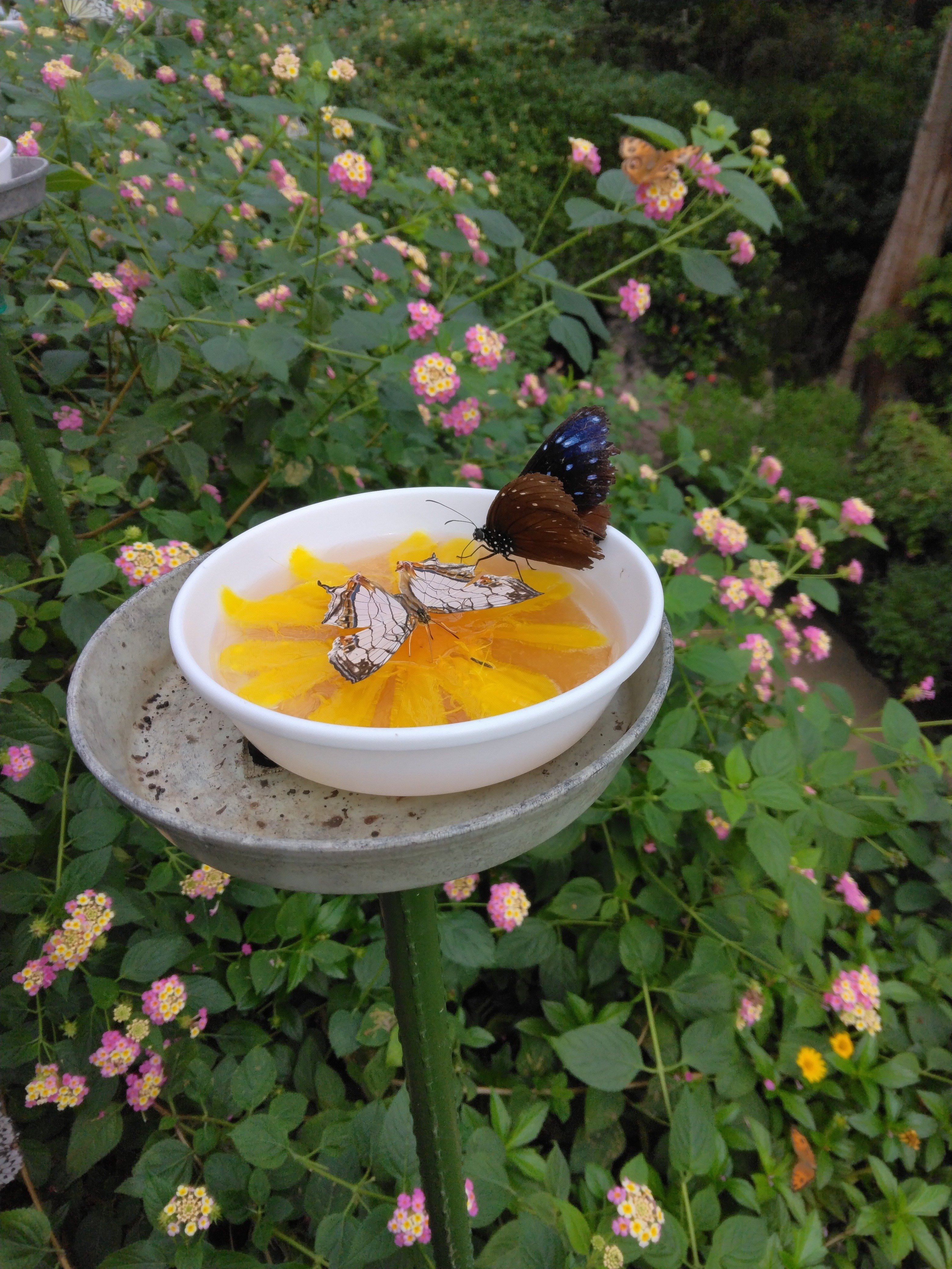 多摩動物公園にある昆虫園｜飯能高等学校 探究部