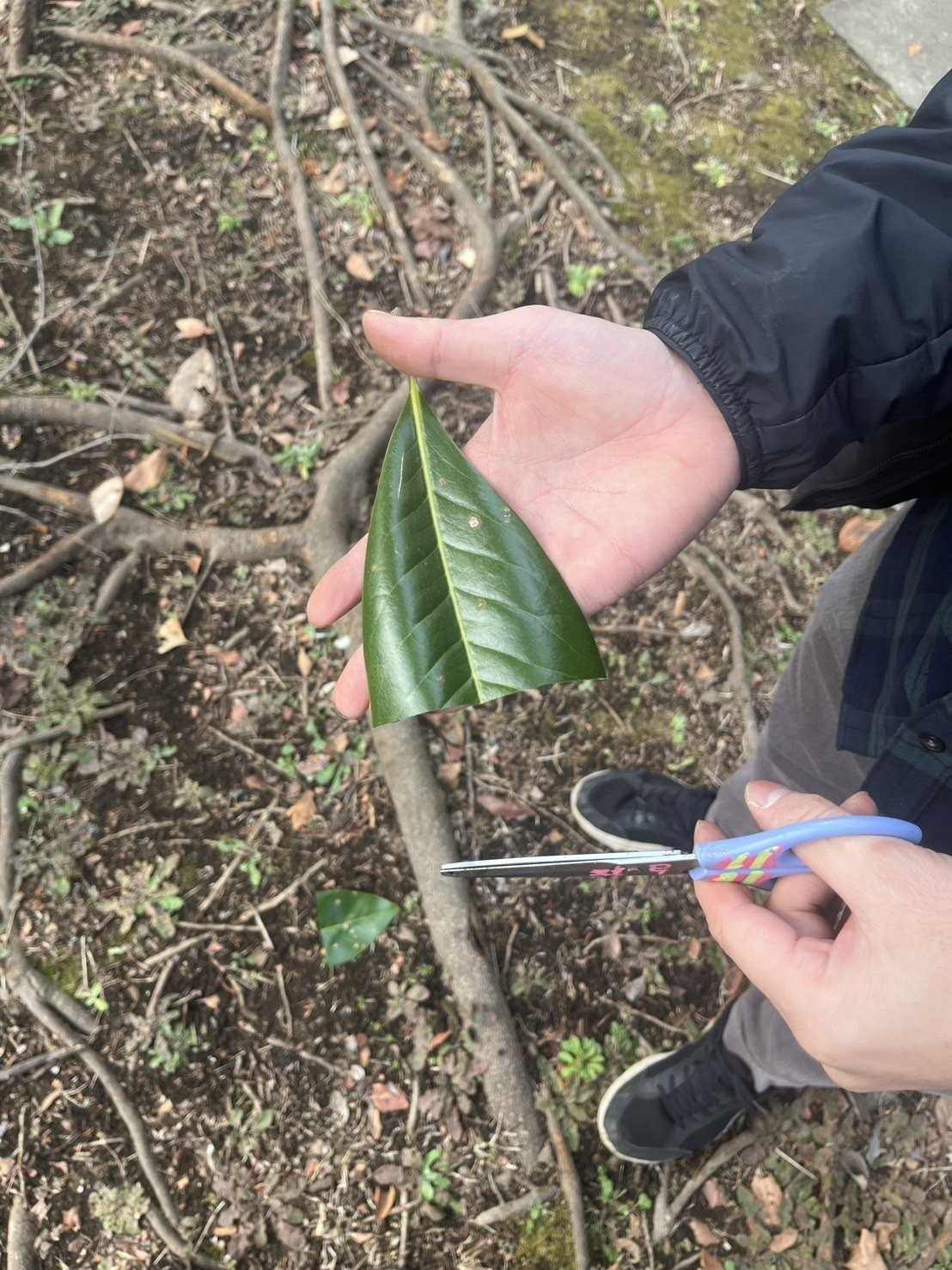 近所に生えてた葉っぱです 近所に生えてた葉っぱです 葉っぱ - 図鑑.