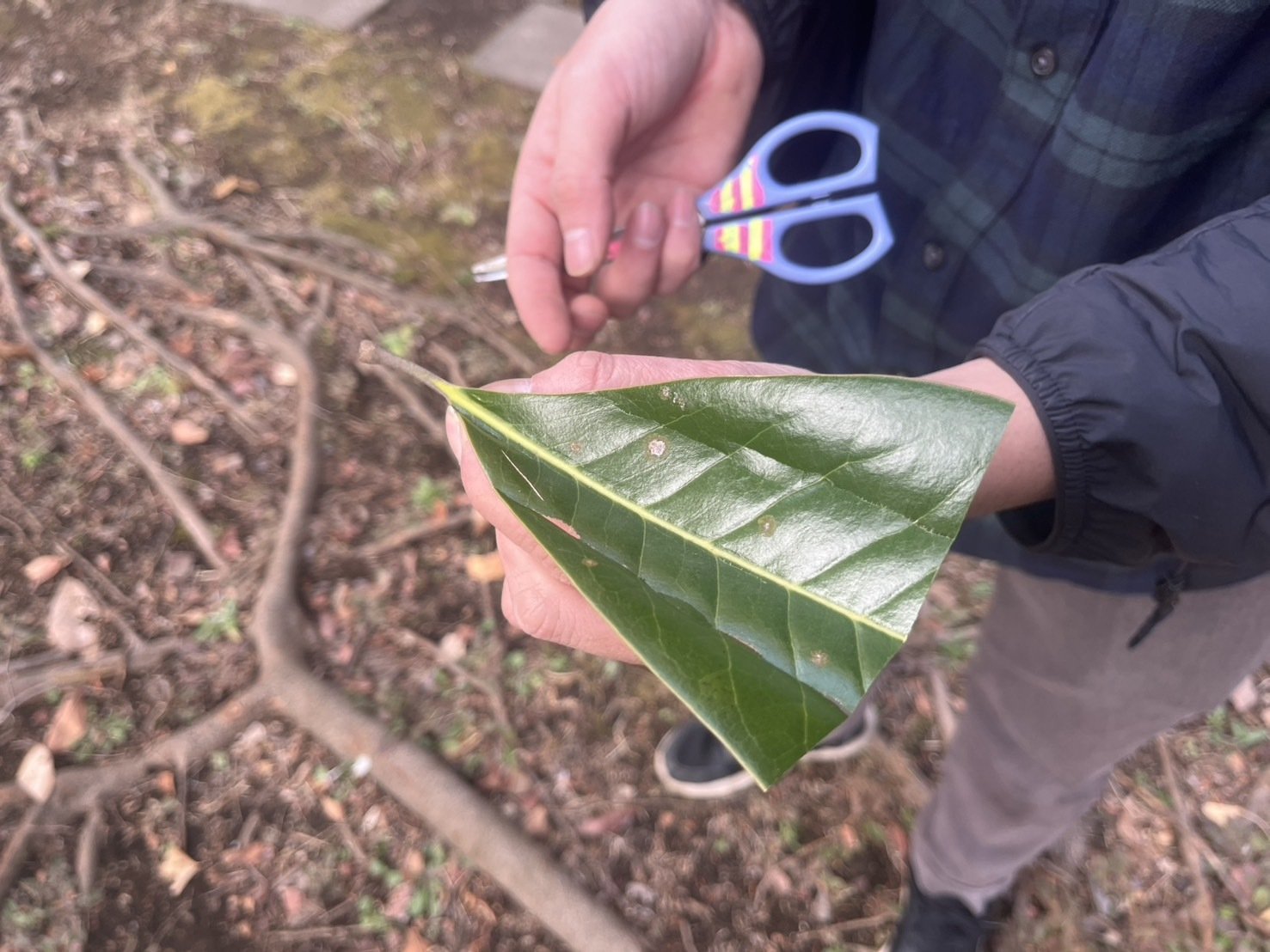葉っぱで飛行機つくってみた｜しらたん