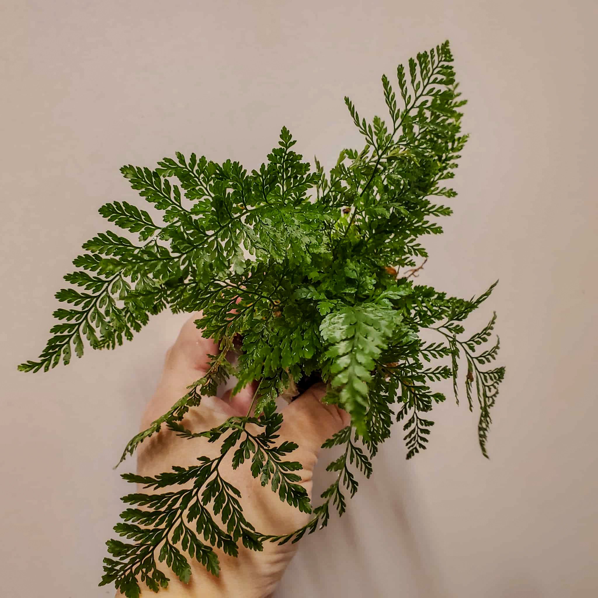 トキワシノブというシダ植物について調べてみる｜moss