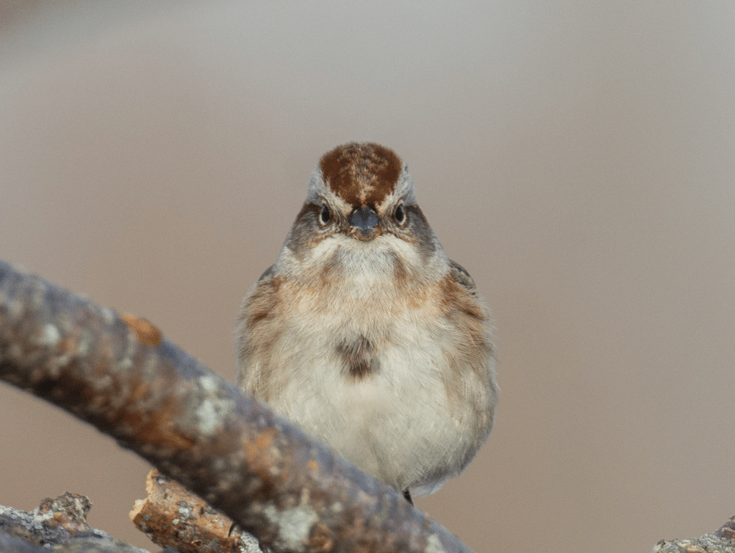 シカゴでバードウォッチング！】 American Tree Sparrow｜ローリー