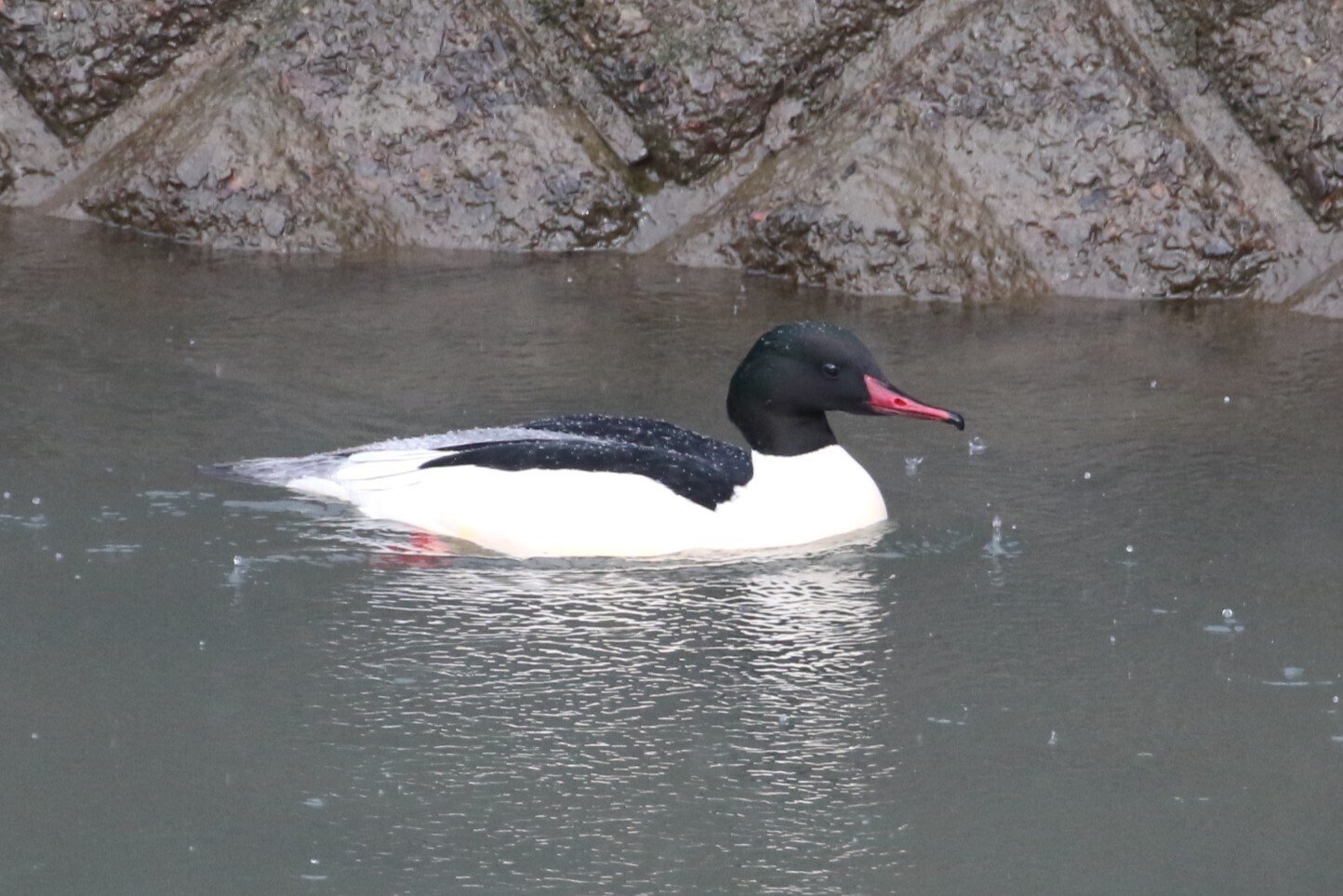 福井の野鳥図鑑 #7 カワアイサ 瀬に目立つ白いカモ｜でっちゃん