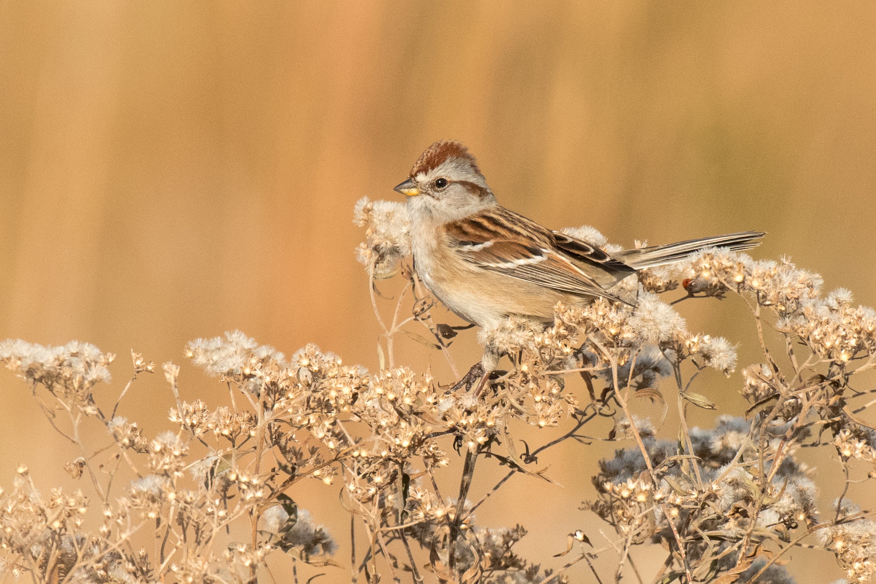 シカゴでバードウォッチング！】 American Tree Sparrow｜ローリー
