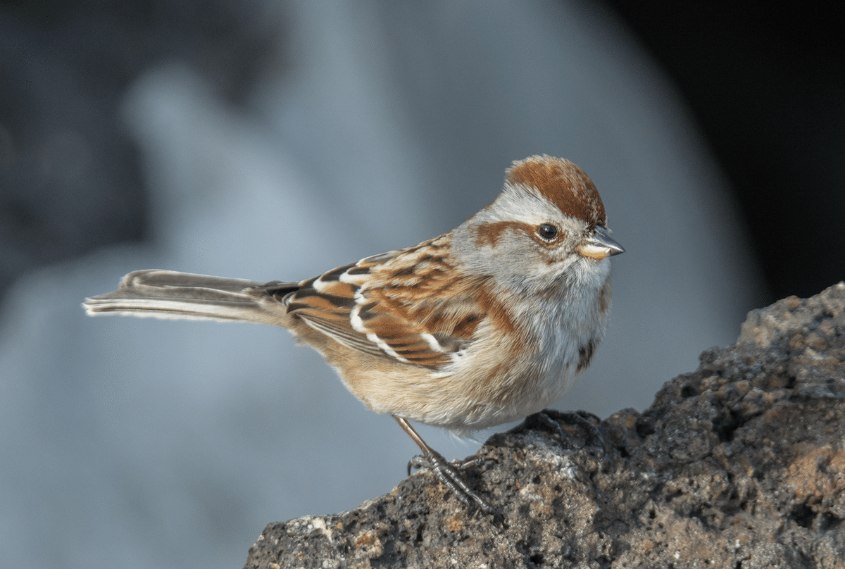 シカゴでバードウォッチング！】 American Tree Sparrow｜ローリー