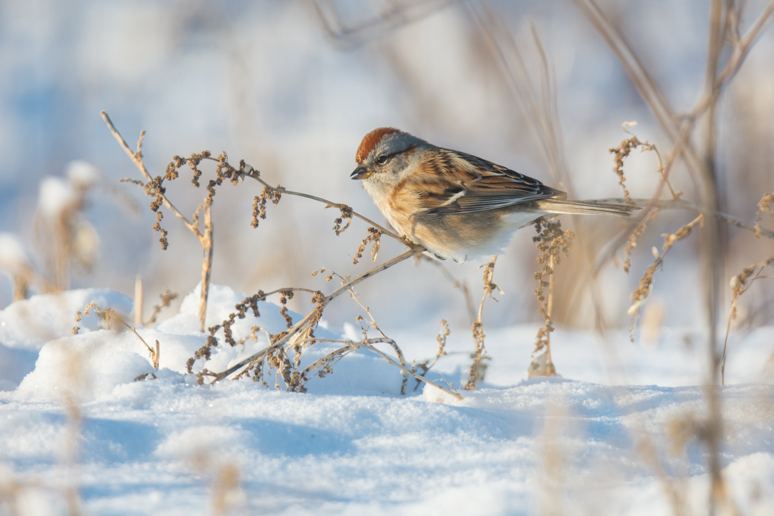 シカゴでバードウォッチング！】 American Tree Sparrow｜ローリー