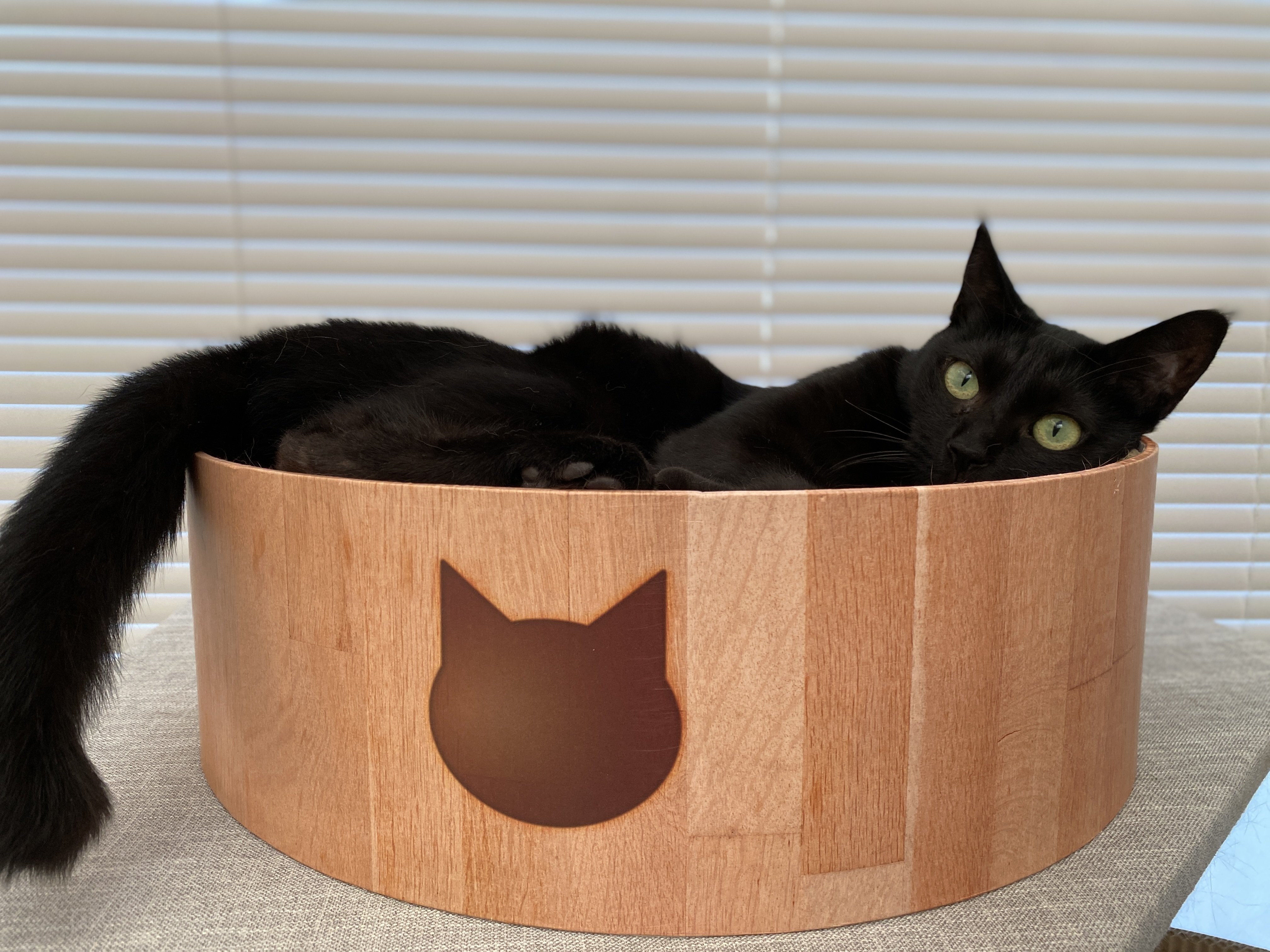 黒猫の恩返し？｜トミタ マミ