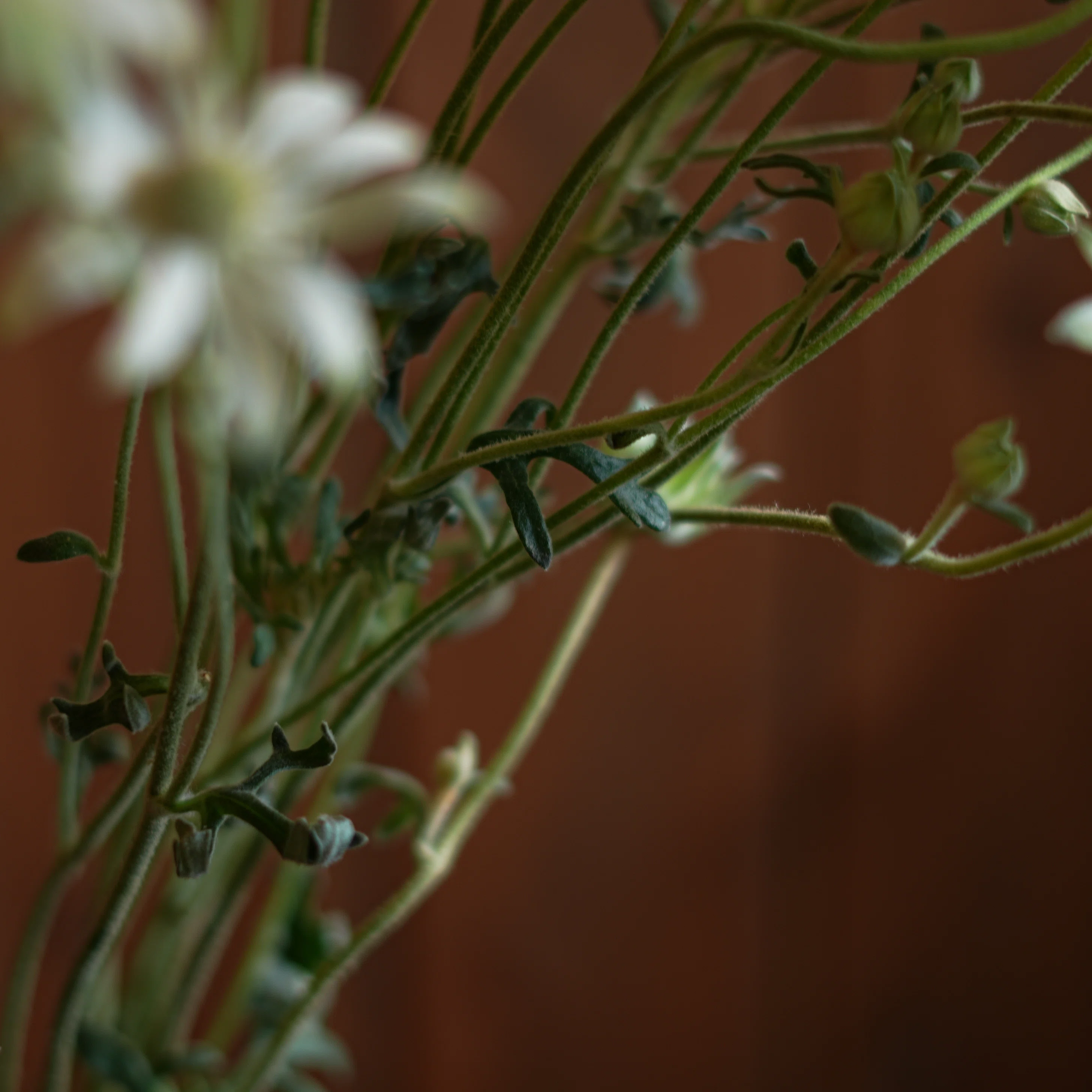 今日の花 フランネルフラワー｜花屋のラフ