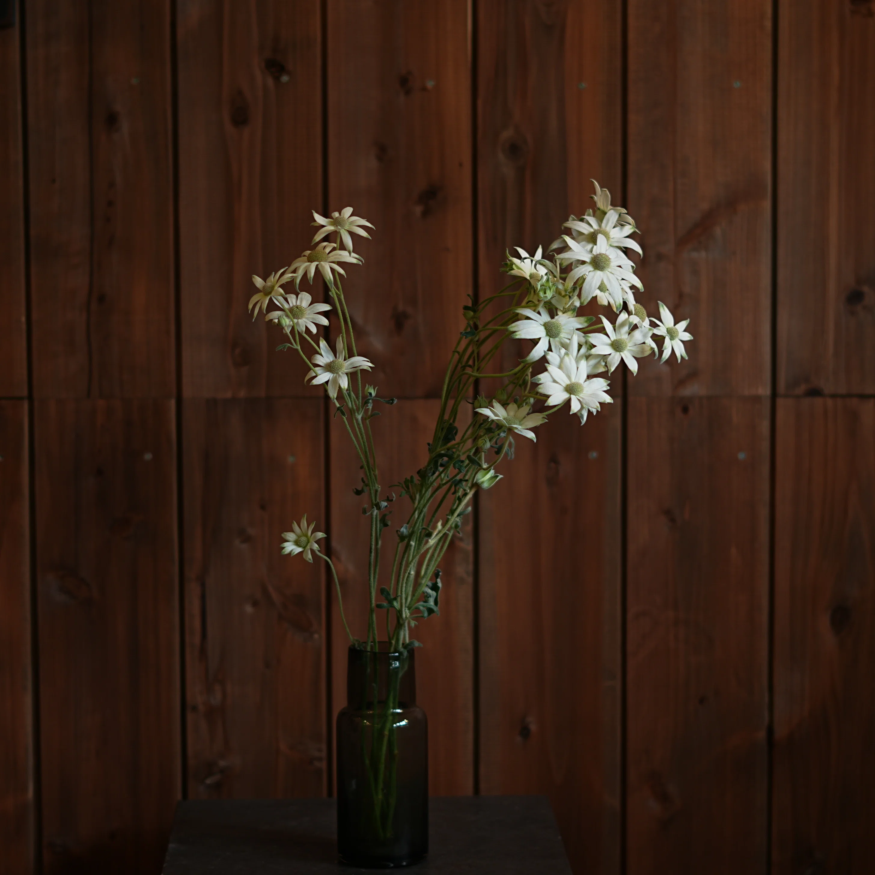 今日の花 フランネルフラワー｜花屋のラフ