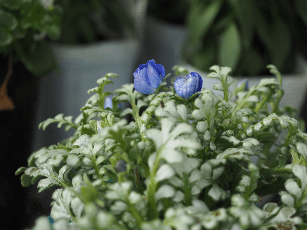 ネモフィラ・Z 人気です。｜田舎の花屋