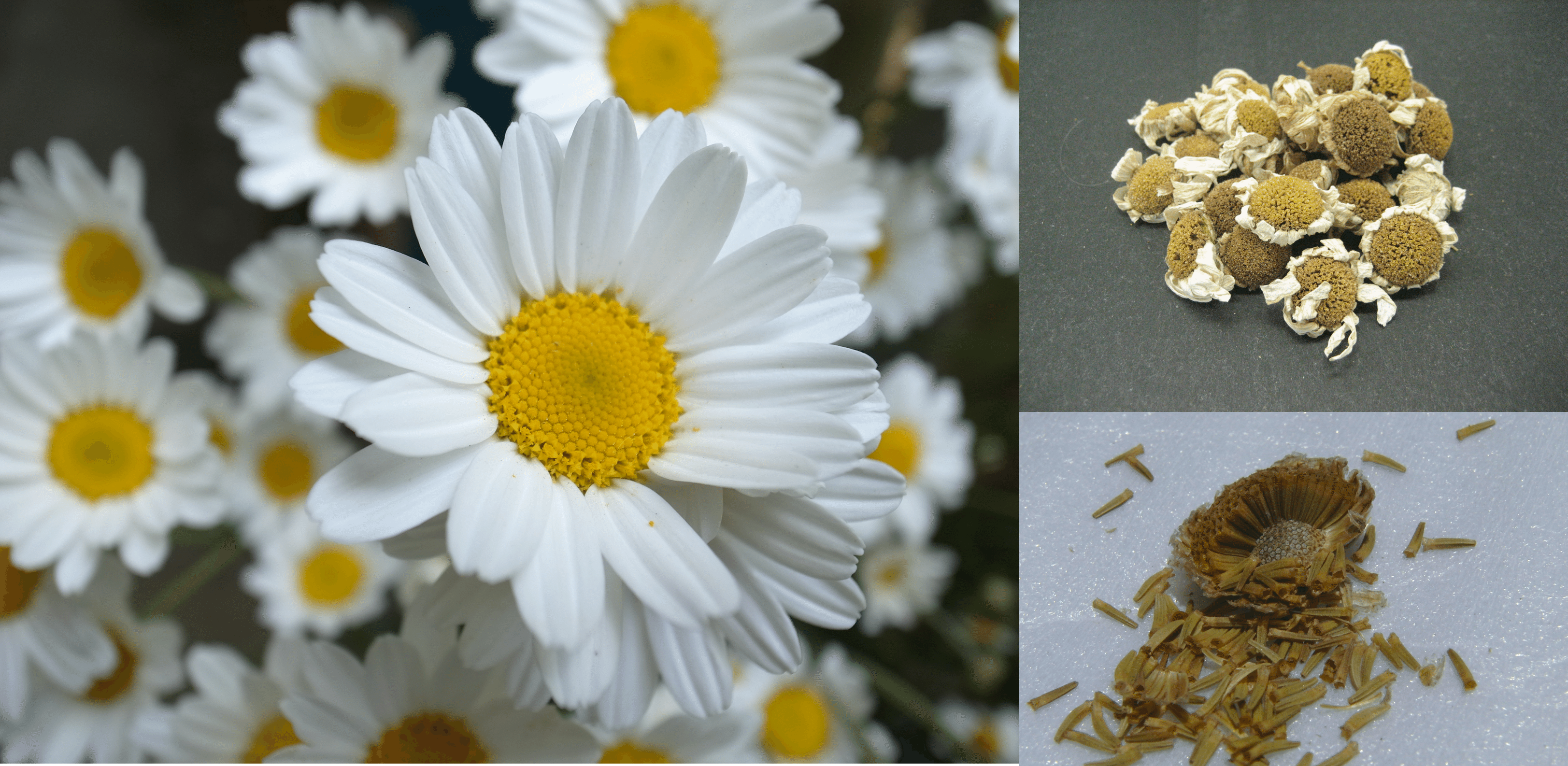 私たちは、大日本除虫菊株式会社 KINCHOです。～その1 除虫菊とシンカ