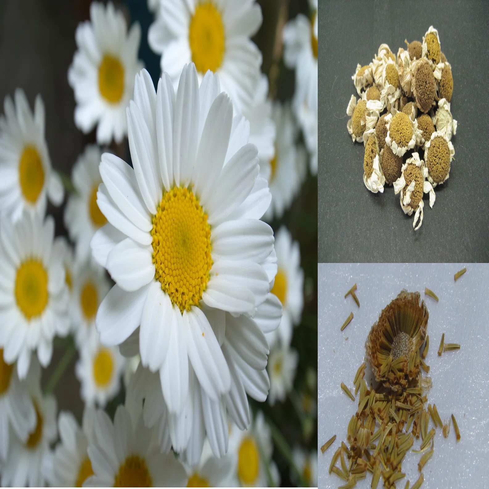 私たちは、大日本除虫菊株式会社 KINCHOです。～その1 除虫菊とシンカ