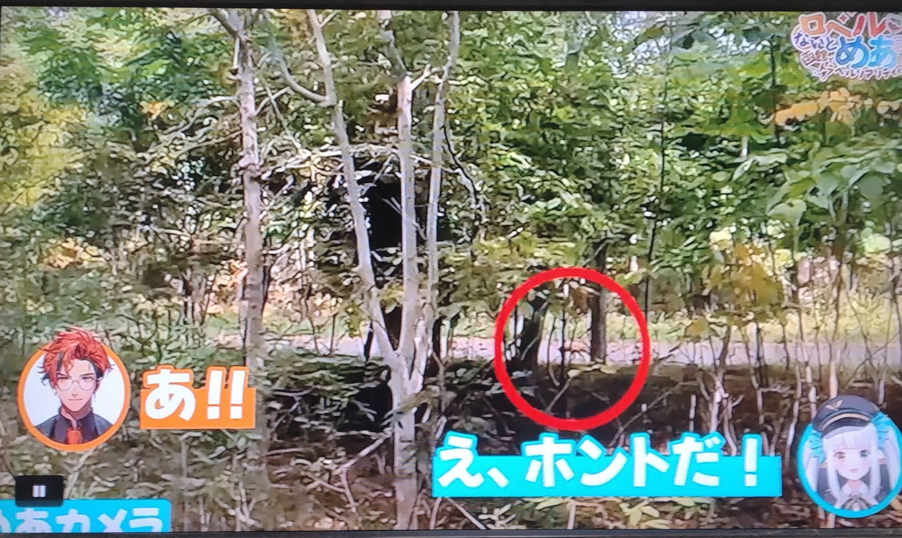 DVD『ロベルないとめあ 函館でトラベルリアリティする我々～ざ