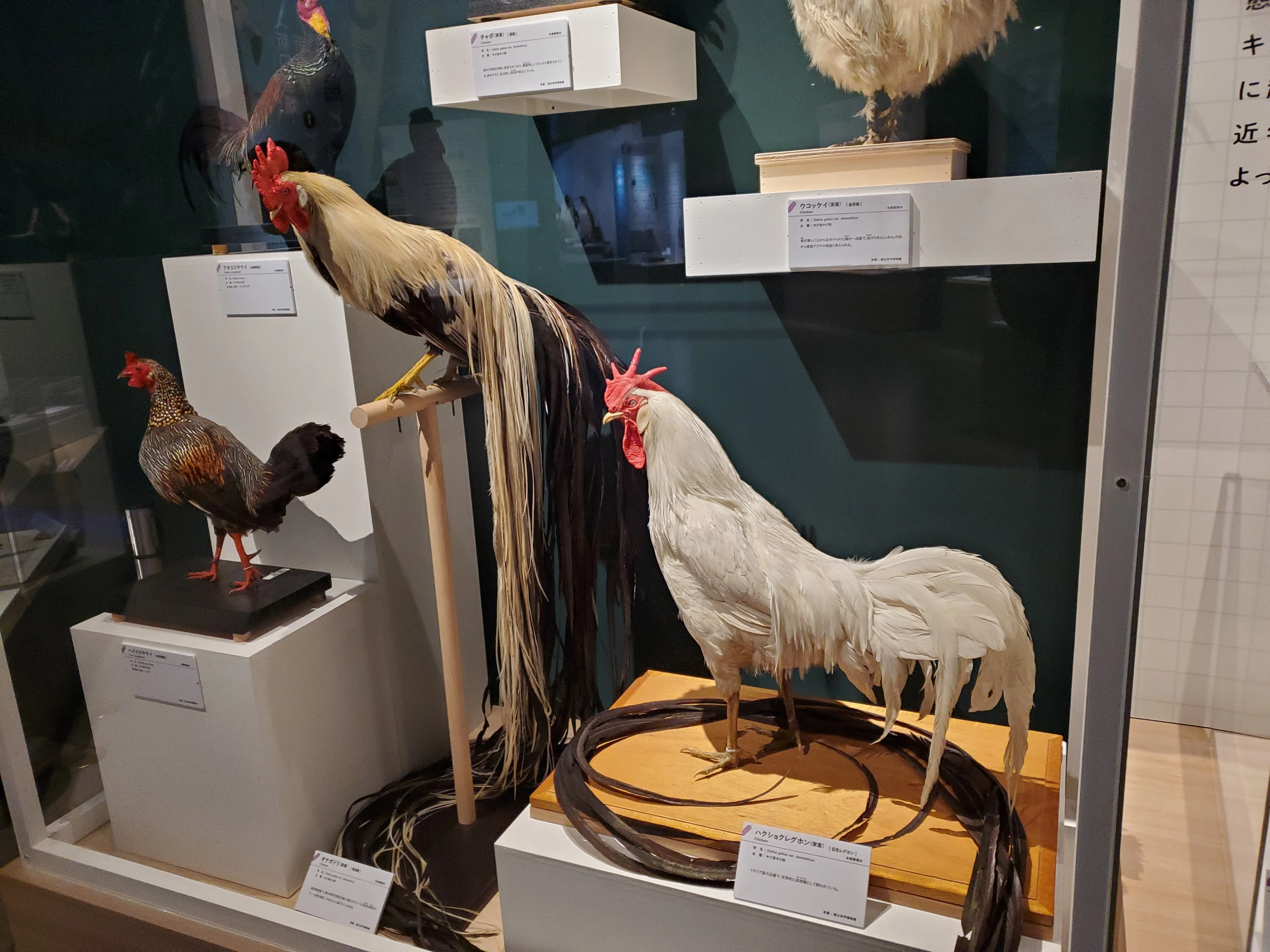 鳥展」のこと、それから行ってないけど「モネ展」のこと、｜内田S