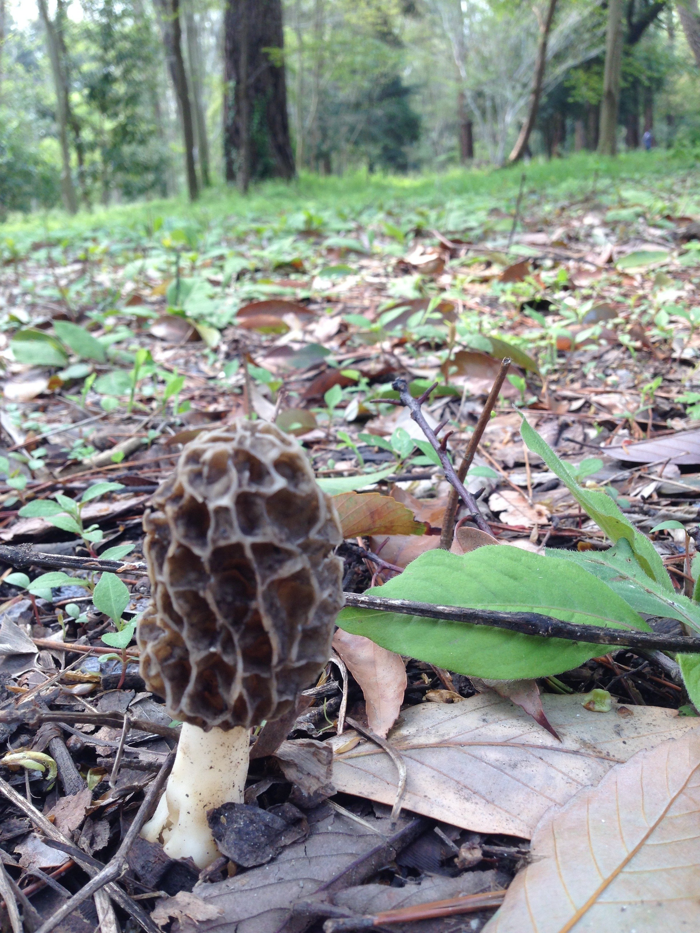 4/3 岐阜県産 トガリアミガサタケ トガリアミガサタケは何処にある？｜ゆたし