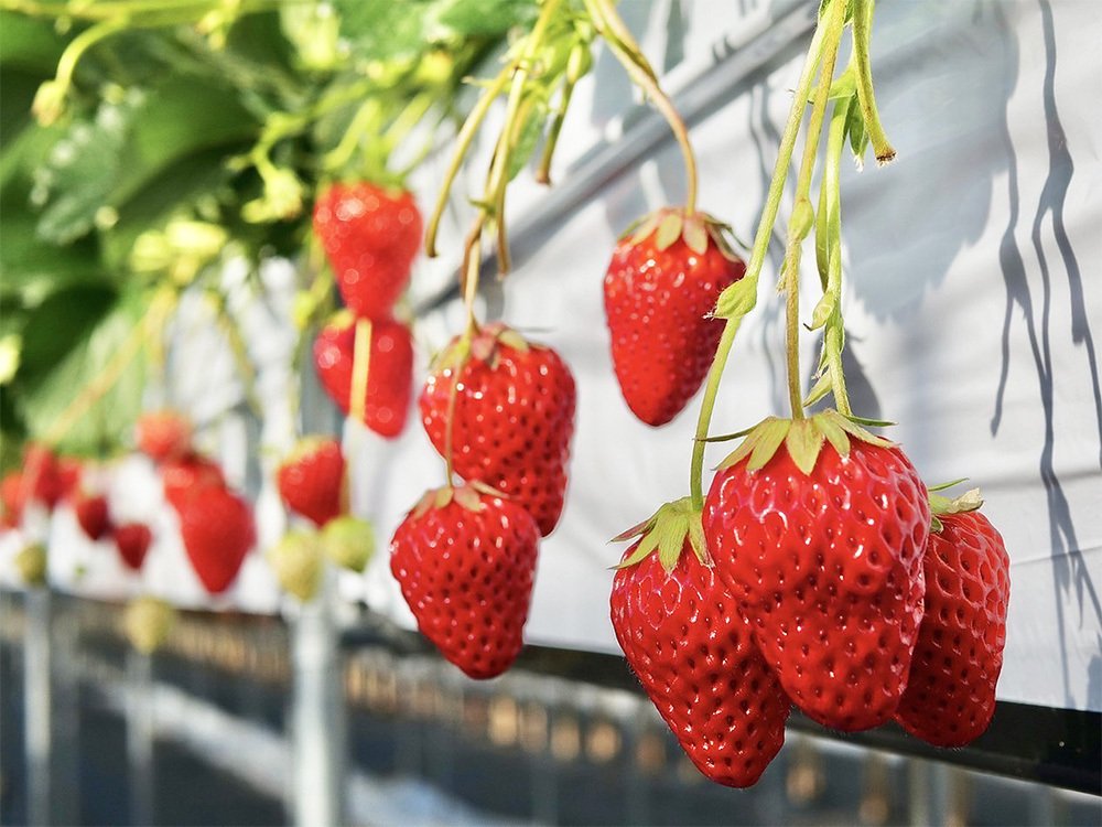 いちご農園紹介】いちびこ農園［静岡］｜つぐみのいちご -完熟いちごの