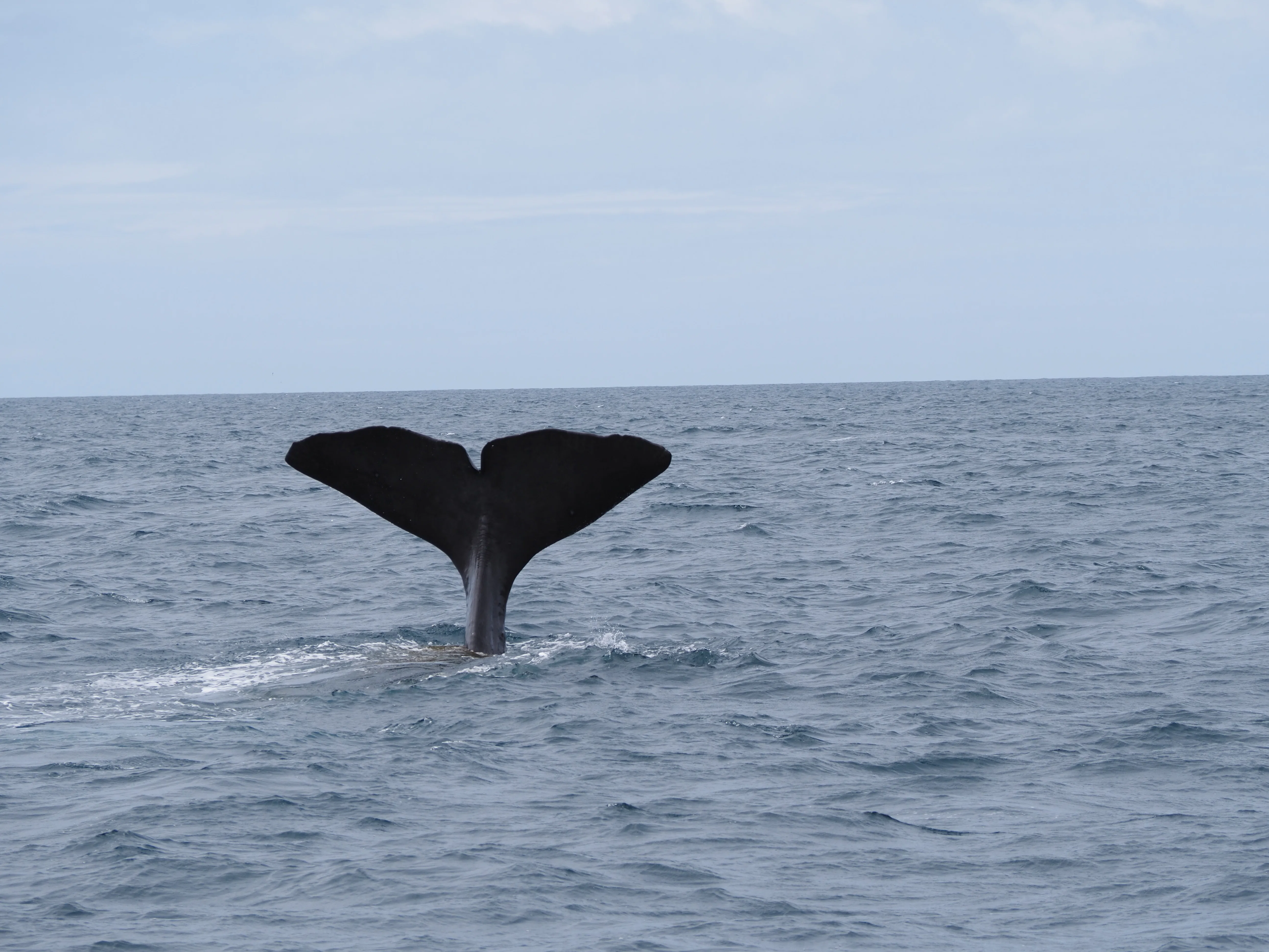 南島一周】カイコウラでホエールウォッチング | NZワーホリ🇳🇿｜こうすけ