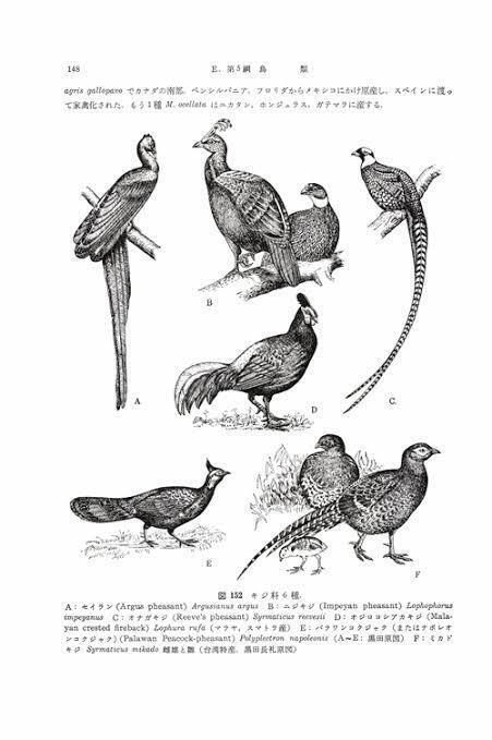 キジの尾羽の長さと温度の関係性｜鳥屋のひとりごと | 高橋琉河