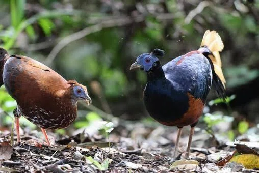 キジの尾羽の長さと温度の関係性｜鳥屋のひとりごと | 高橋琉河
